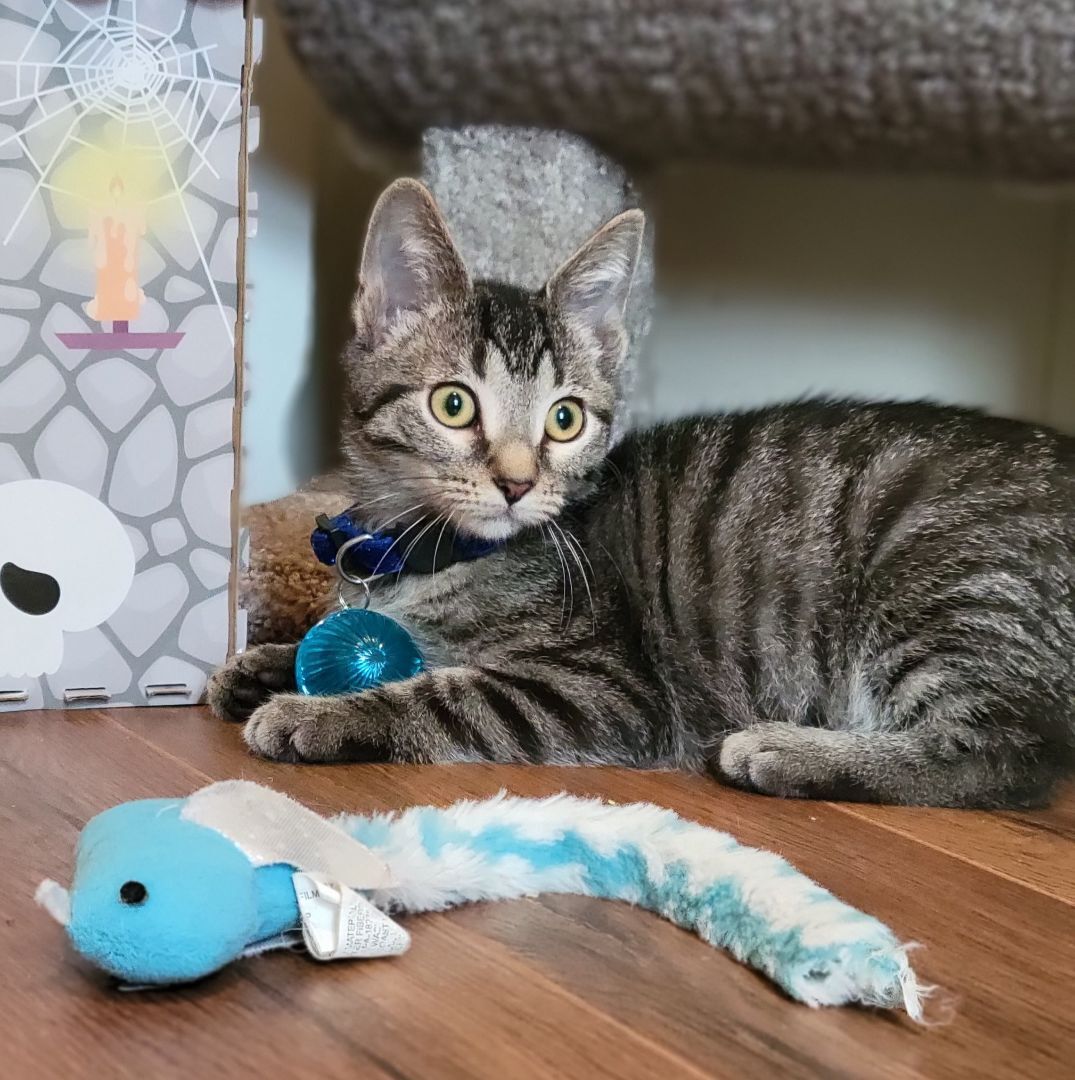 Laptop, a Adoptable Domestic Short Hair in Swartz Creek, MI image 6/6