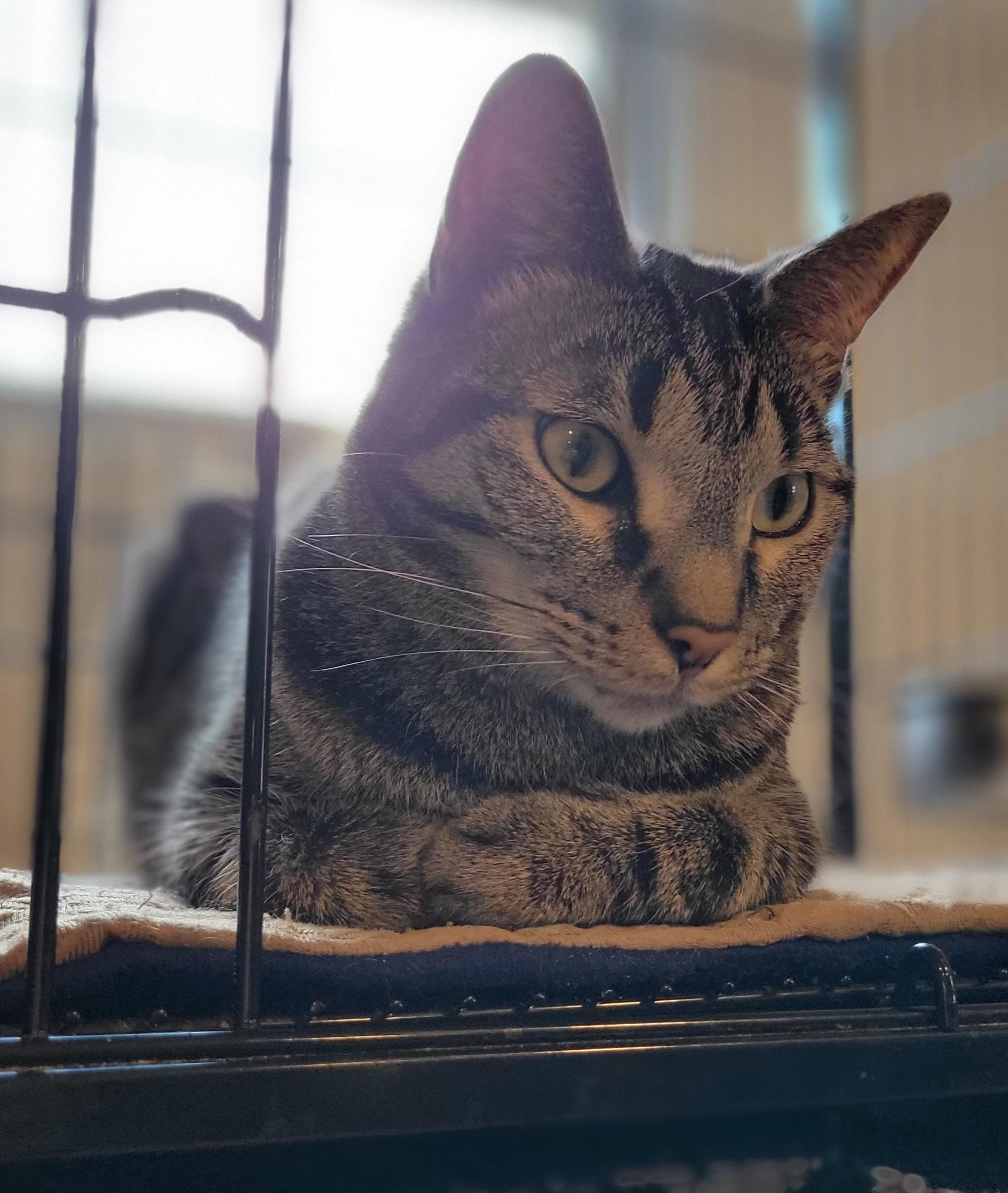 Laptop, a Adoptable Domestic Short Hair in Swartz Creek, MI image 1/6