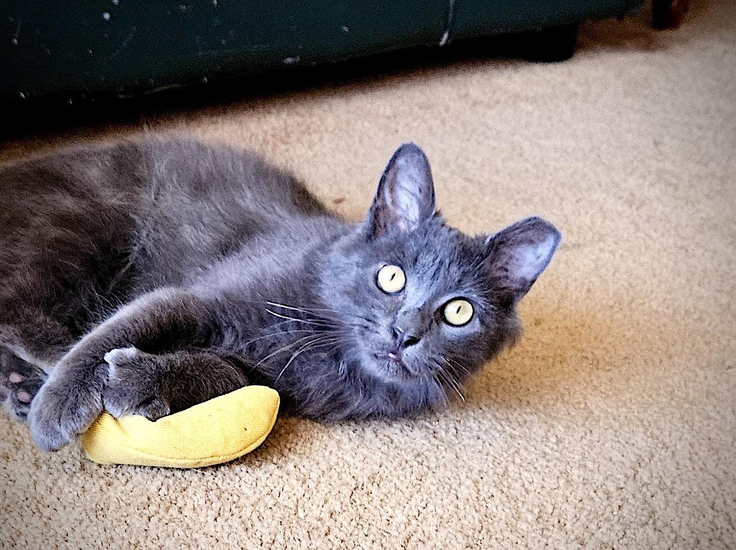 Enlarge ARES, a Adoptable Domestic Medium Hair in Fremont, CA image 1/3
