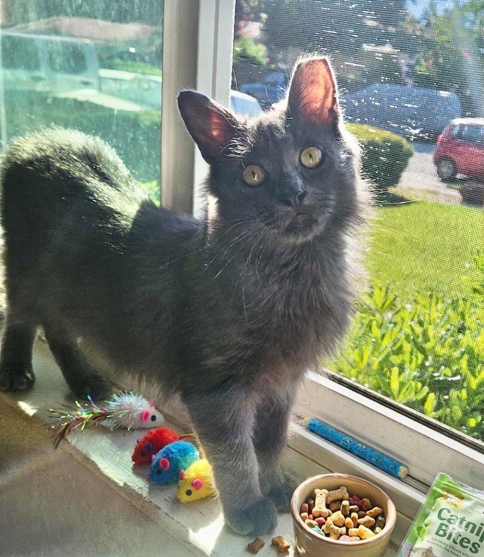 Enlarge ARES, a Adoptable Domestic Medium Hair in Fremont, CA image 2/3