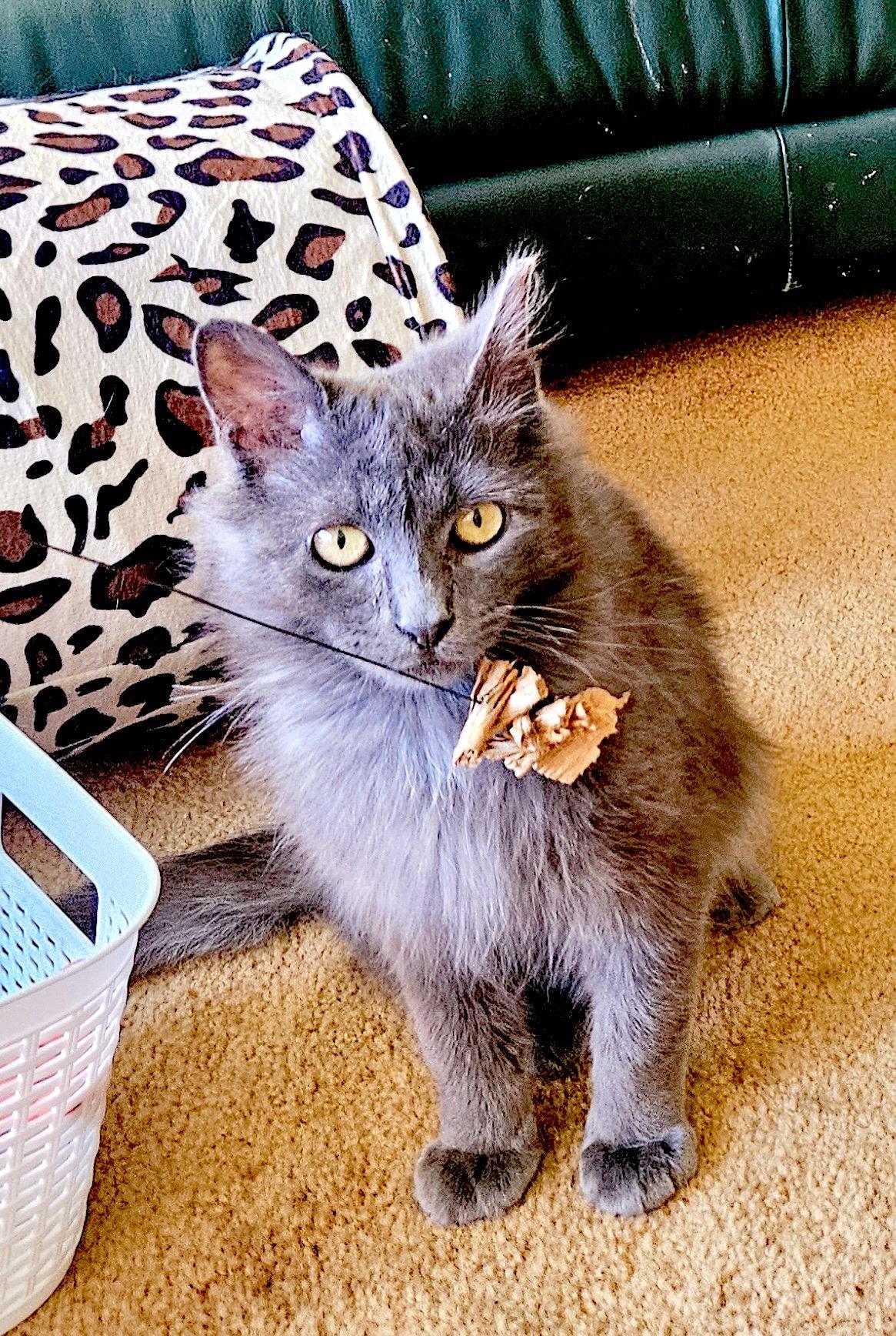 Enlarge ARES, a Adoptable Domestic Medium Hair in Fremont, CA image 3/3
