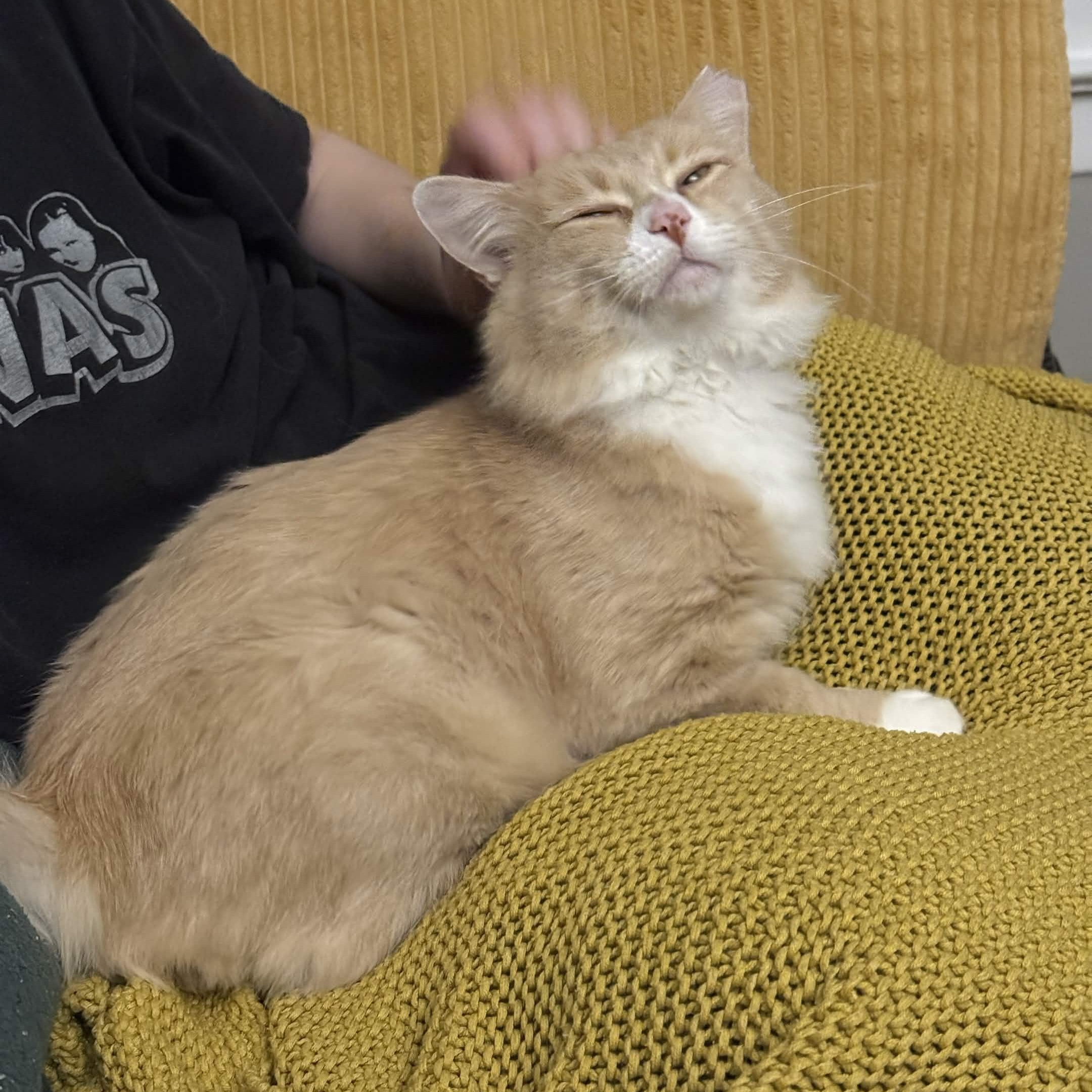 Enlarge Slug, a Adoptable Domestic Short Hair in Seattle, WA image 1/6