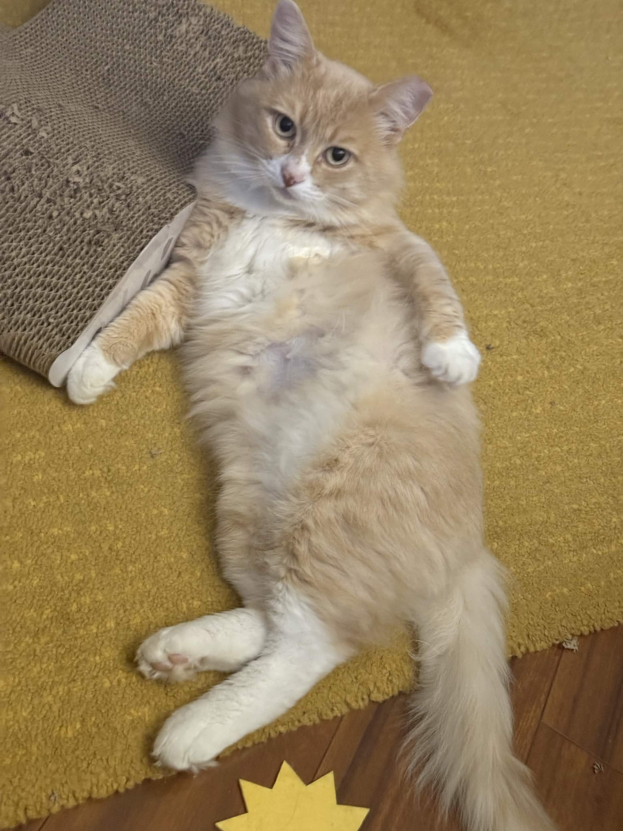 Enlarge Slug, a Adoptable Domestic Short Hair in Seattle, WA image 3/6