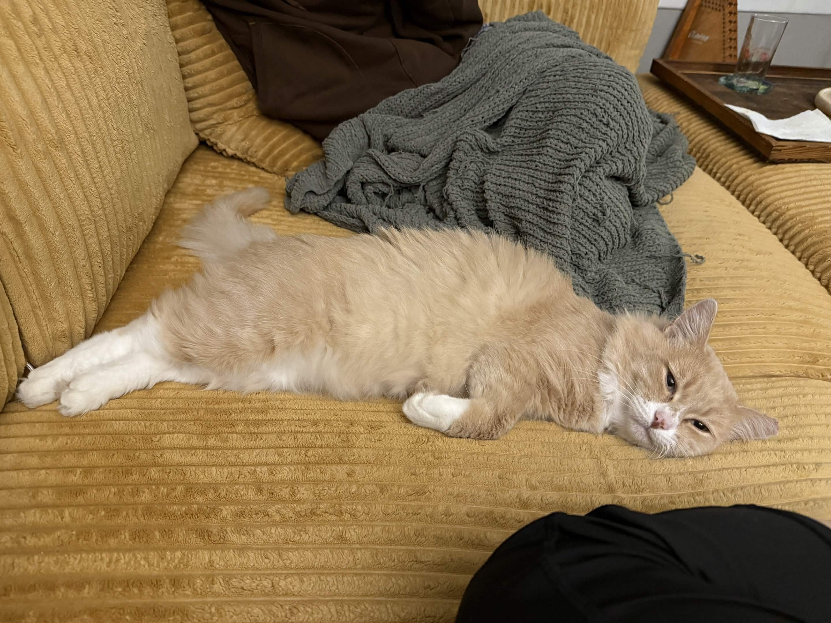 Enlarge Slug, a Adoptable Domestic Short Hair in Seattle, WA image 5/6