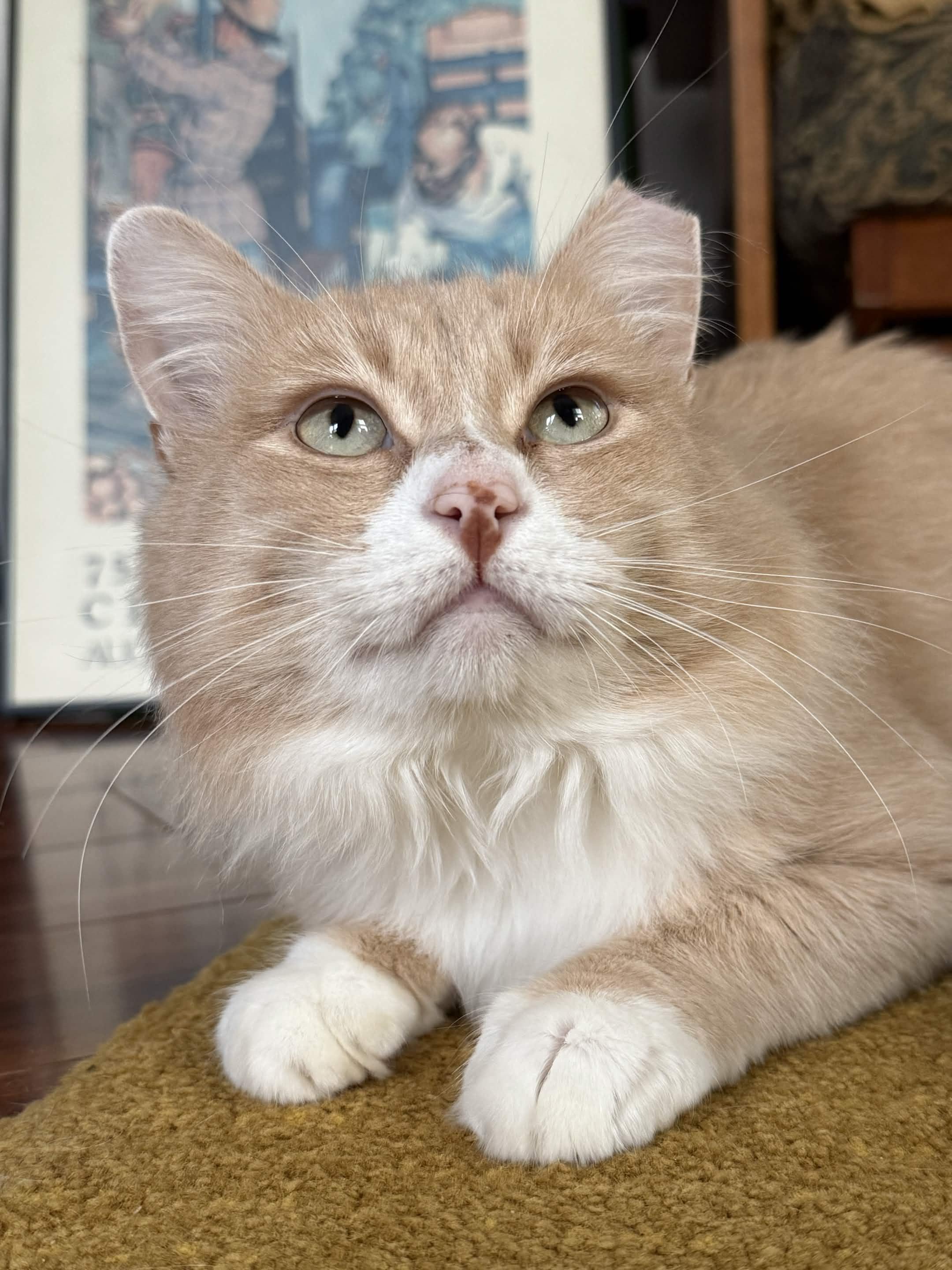 Enlarge Slug, a Adoptable Domestic Short Hair in Seattle, WA image 4/6