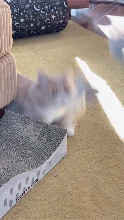 Enlarge Slug, a Adoptable Domestic Short Hair in Seattle, WA video 6/6