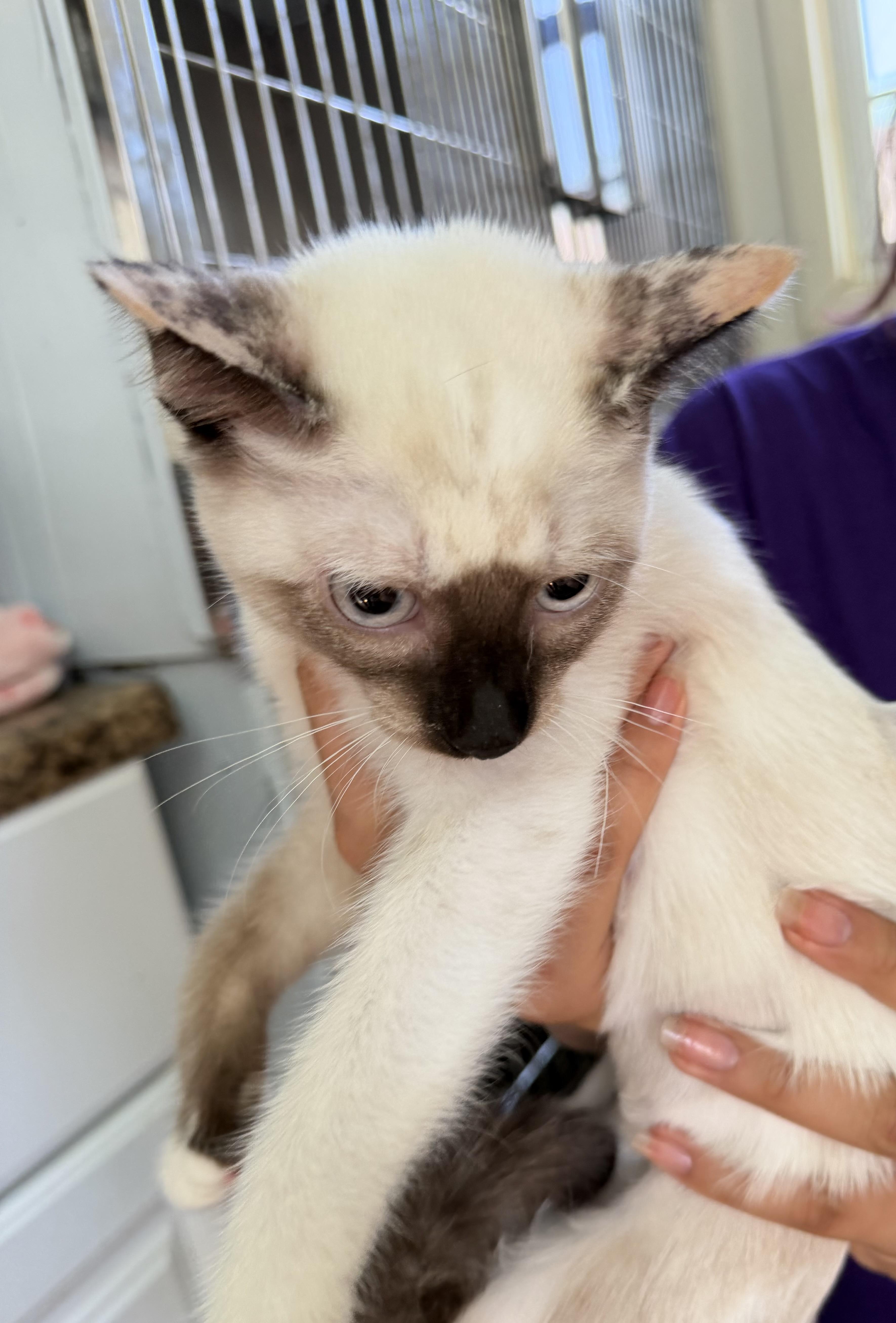 Leonna, ADOPTABLE, Kitten Female Domestic Short Hair.