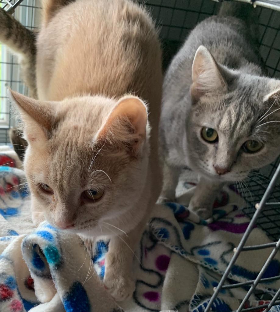 Enlarge Liberty, a Adoptable mixed breed in Portland, IN image 3/4