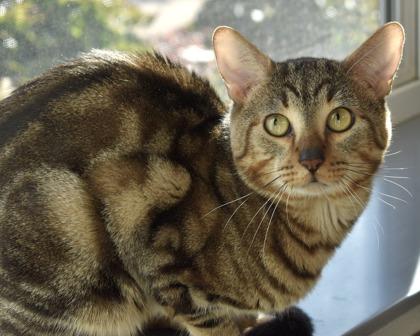 Charlie Brown, Adoptable, Adult Male Domestic Short Hair.