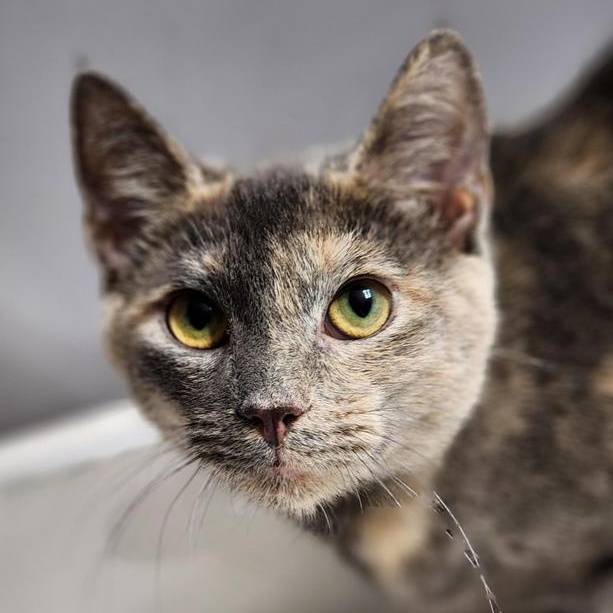 Cappuchino bonded with Latte, Adoptable, Young Female Dilute Tortoiseshell.