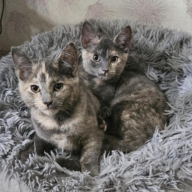 Enlarge Cappuchino bonded with Latte, a Adoptable Dilute Tortoiseshell in Johnson City, TN image 3/3