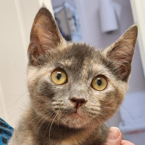 Enlarge Cappuchino bonded with Latte, a Adoptable Dilute Tortoiseshell in Johnson City, TN image 2/3