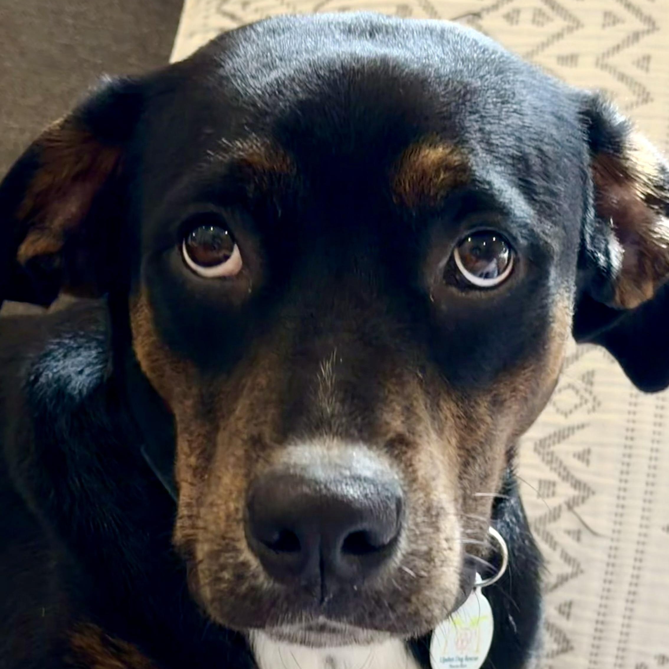 GENTLE Luci, Adoptable, Young Female Rottweiler.