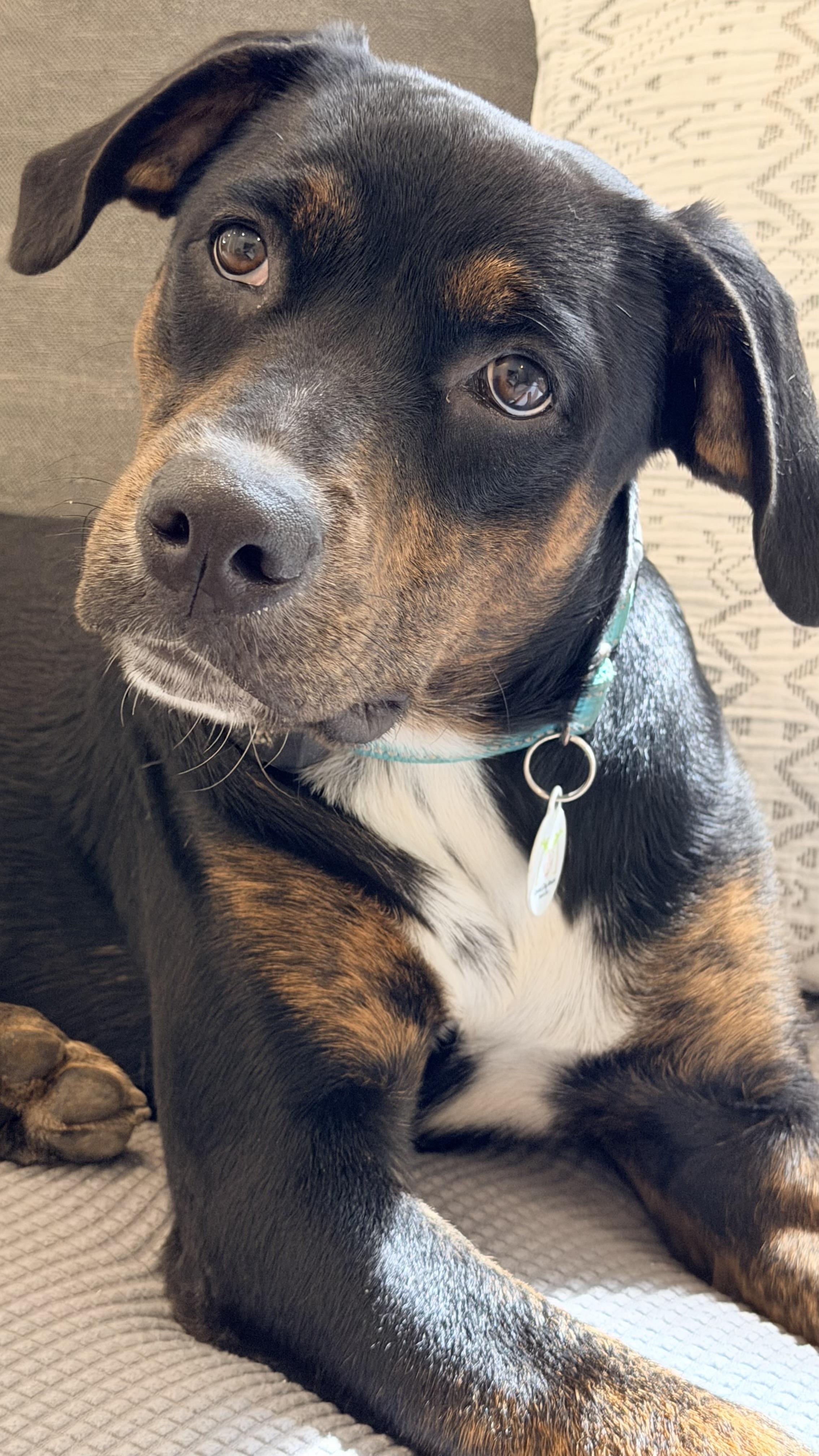 Enlarge GENTLE Luci, a Adoptable mixed breed in Port Matilda, PA image 2/6