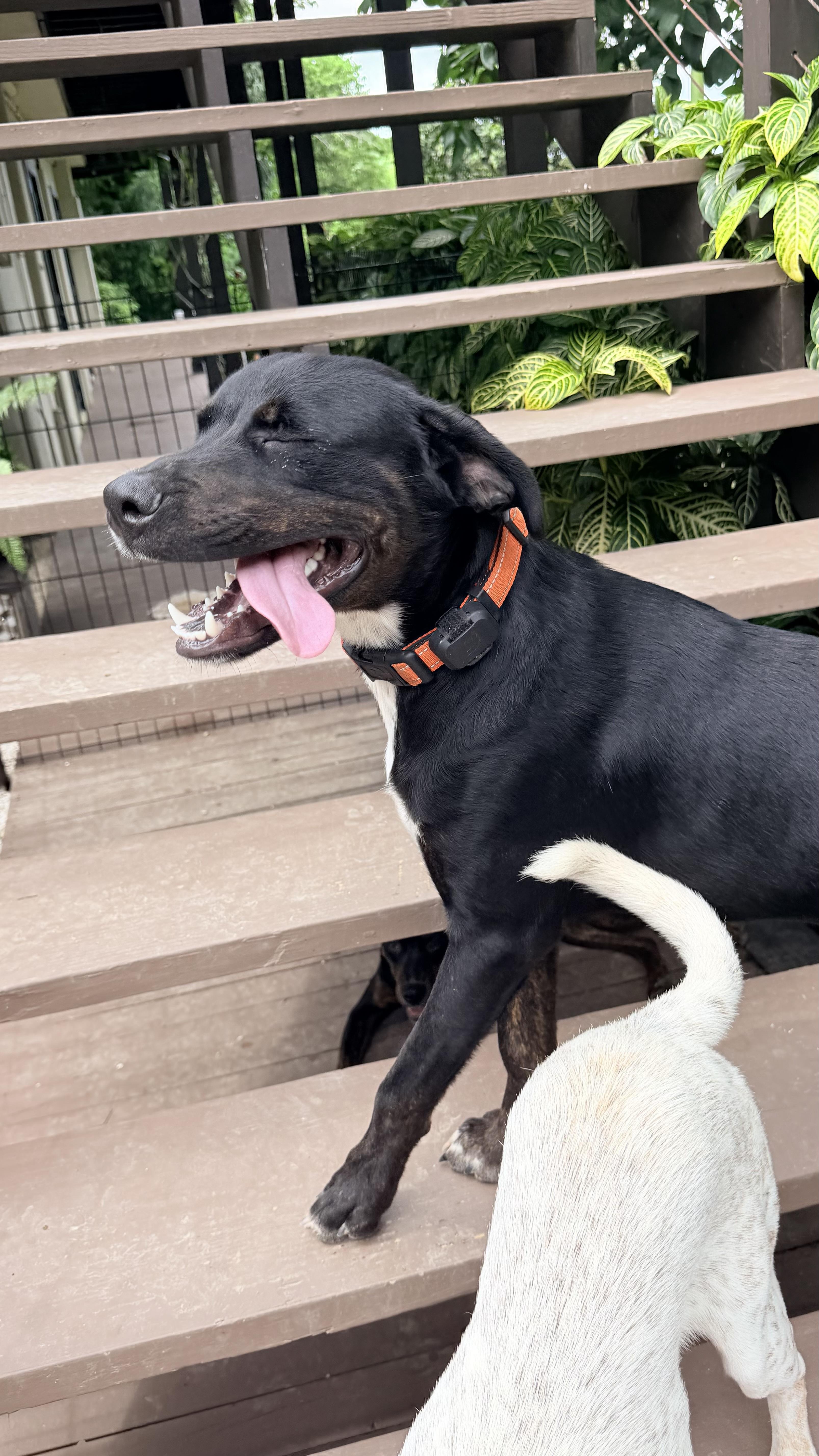 Enlarge GENTLE Luci, a Adoptable mixed breed in Port Matilda, PA image 6/6