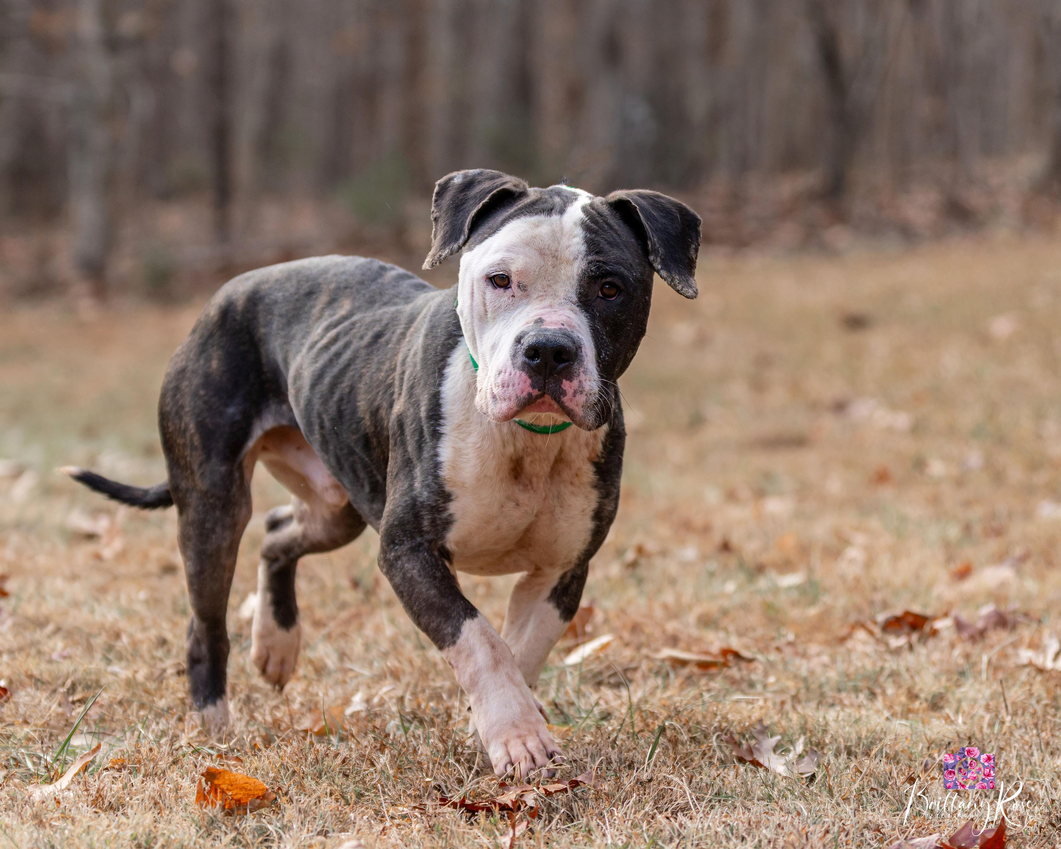 Enlarge Judge , a ADOPTABLE Pit Bull Terrier in Powhatan, VA image 1/2