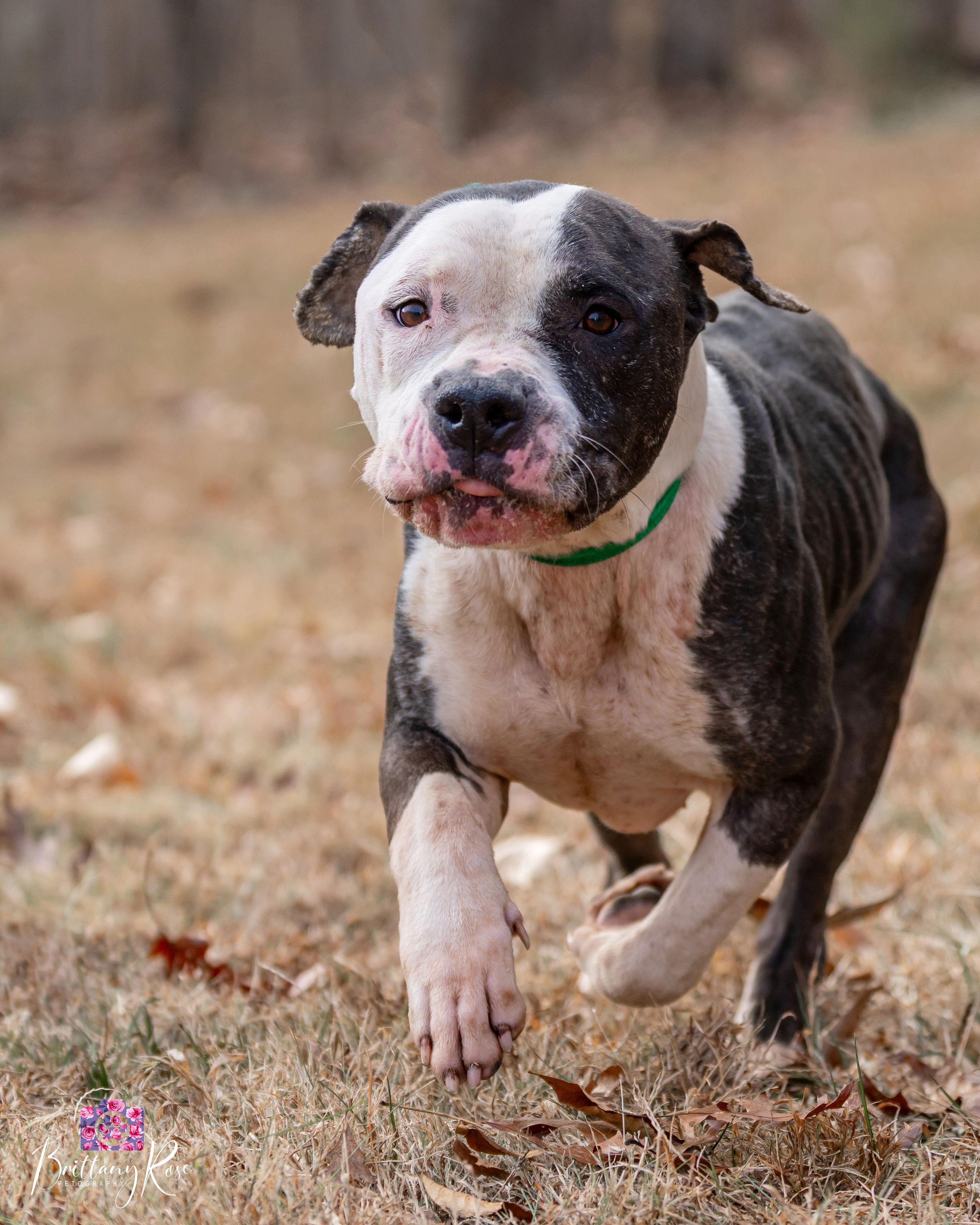 Enlarge Judge , a ADOPTABLE Pit Bull Terrier in Powhatan, VA image 2/2