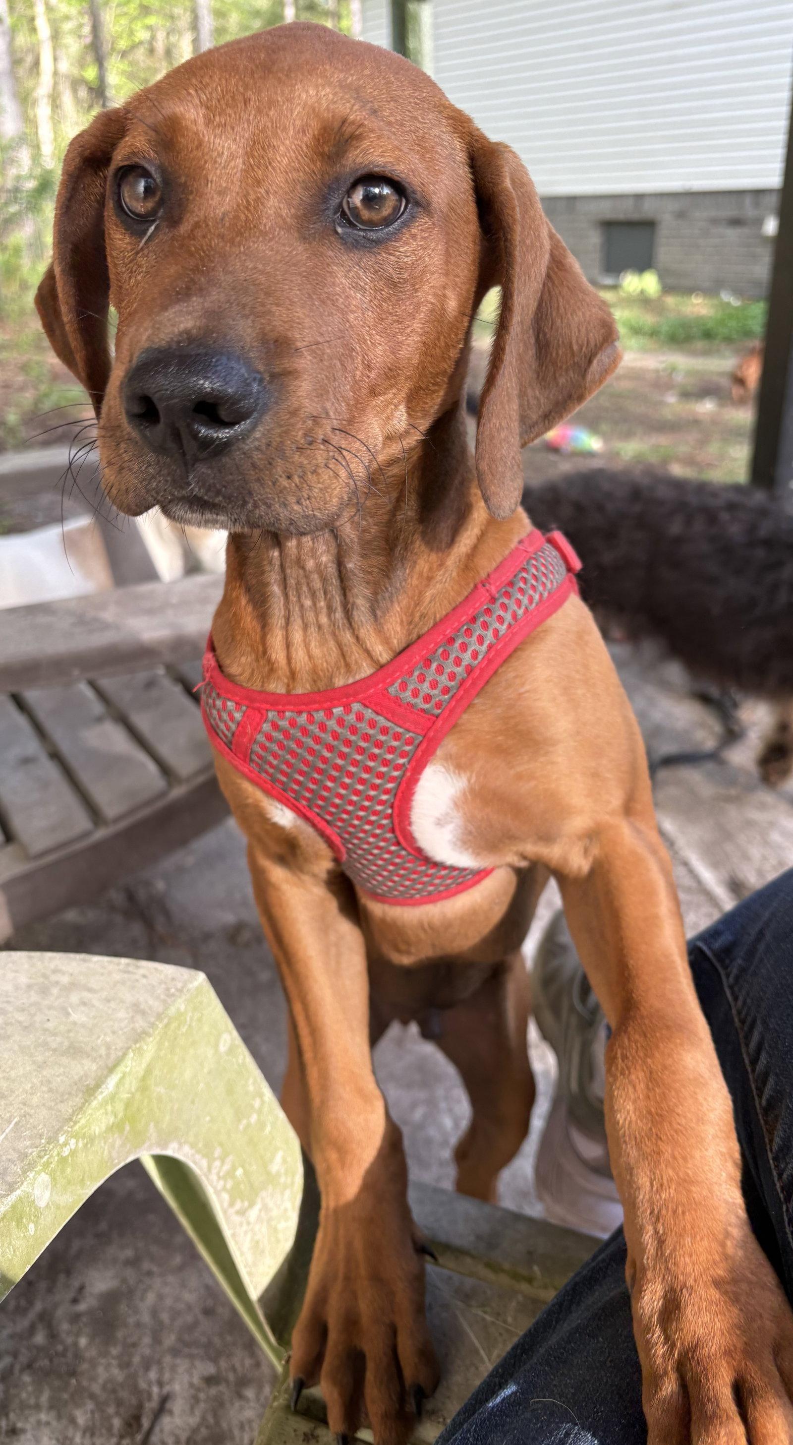 Dopey, Adoptable, Puppy Male Hound.