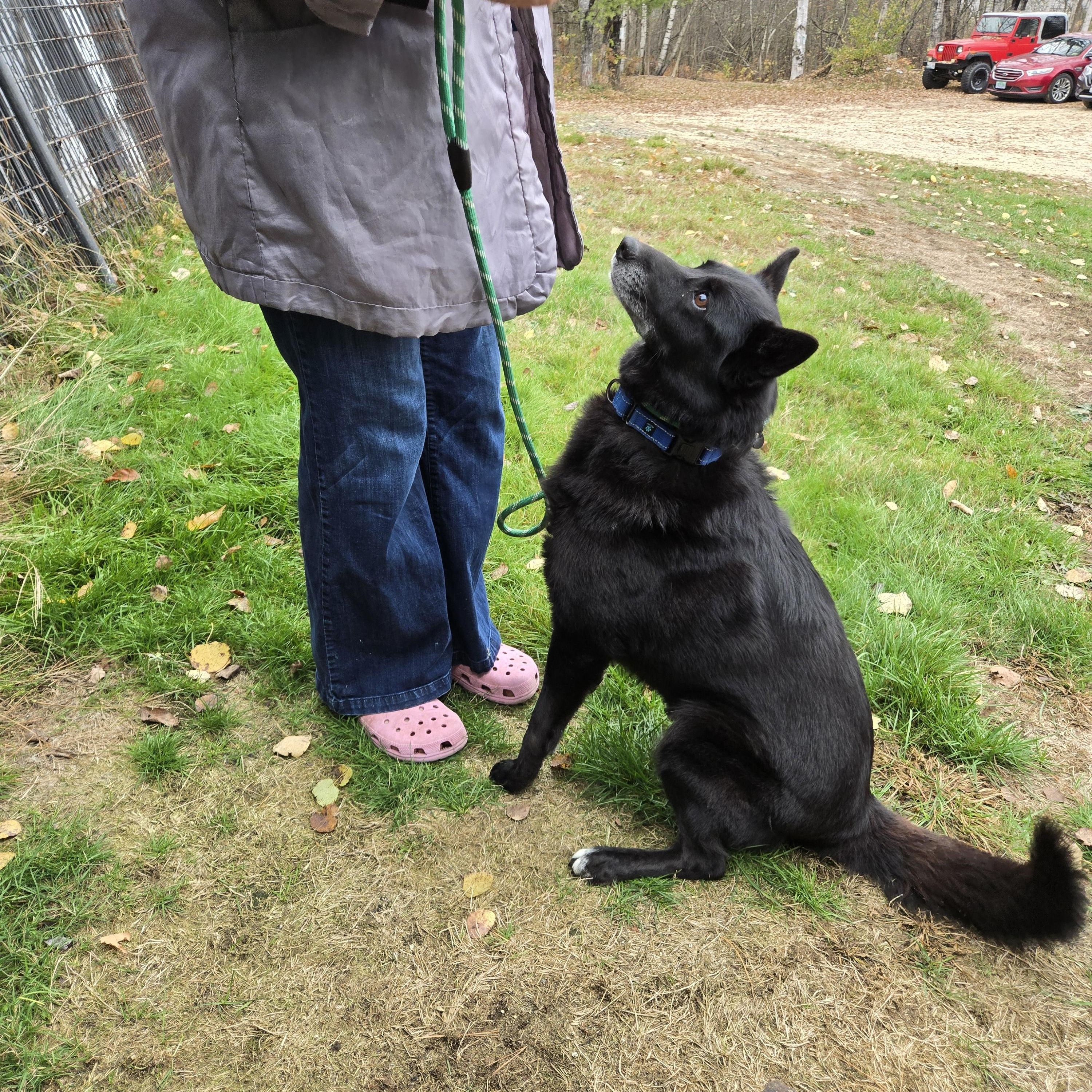 Enlarge Betty, a Adoptable mixed breed in Paris, ME image 5/5