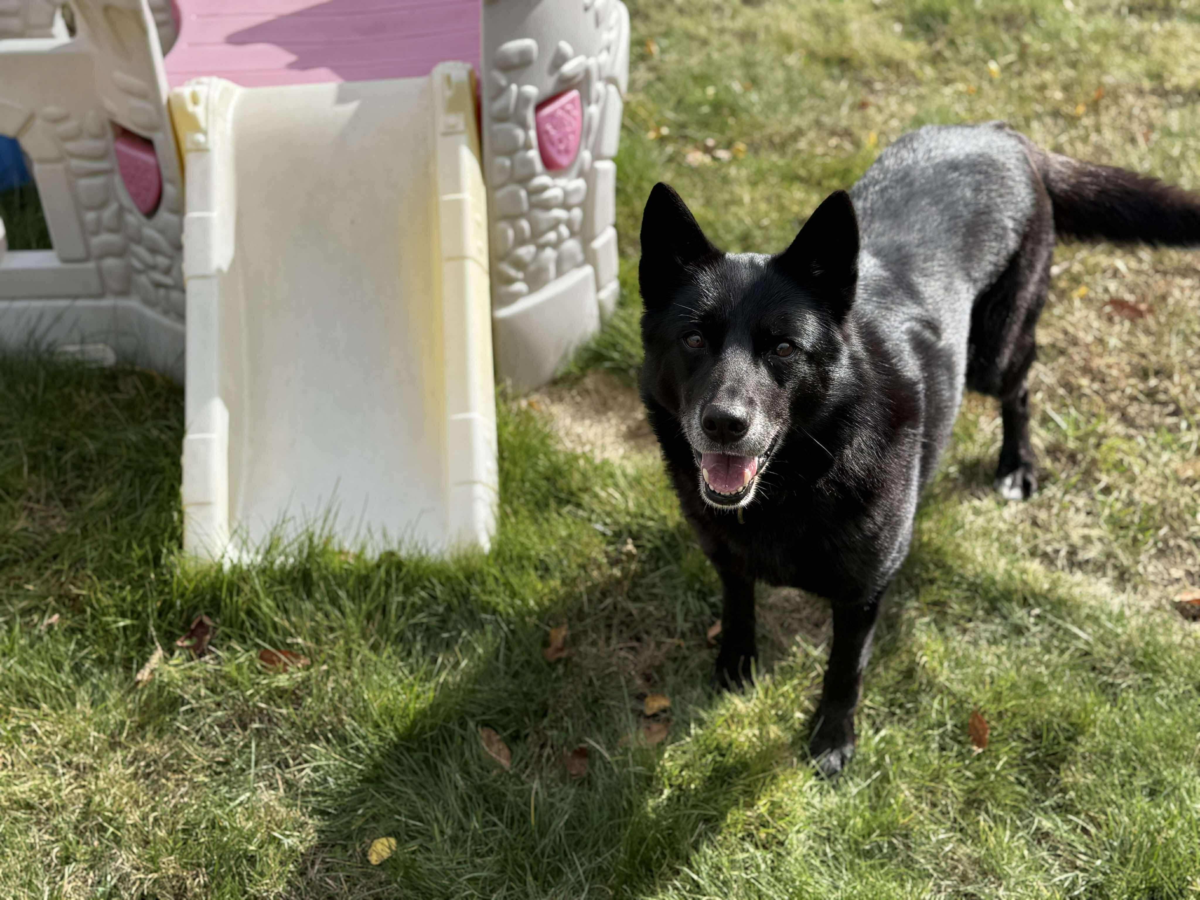 Enlarge Betty, a Adoptable mixed breed in Paris, ME image 4/5