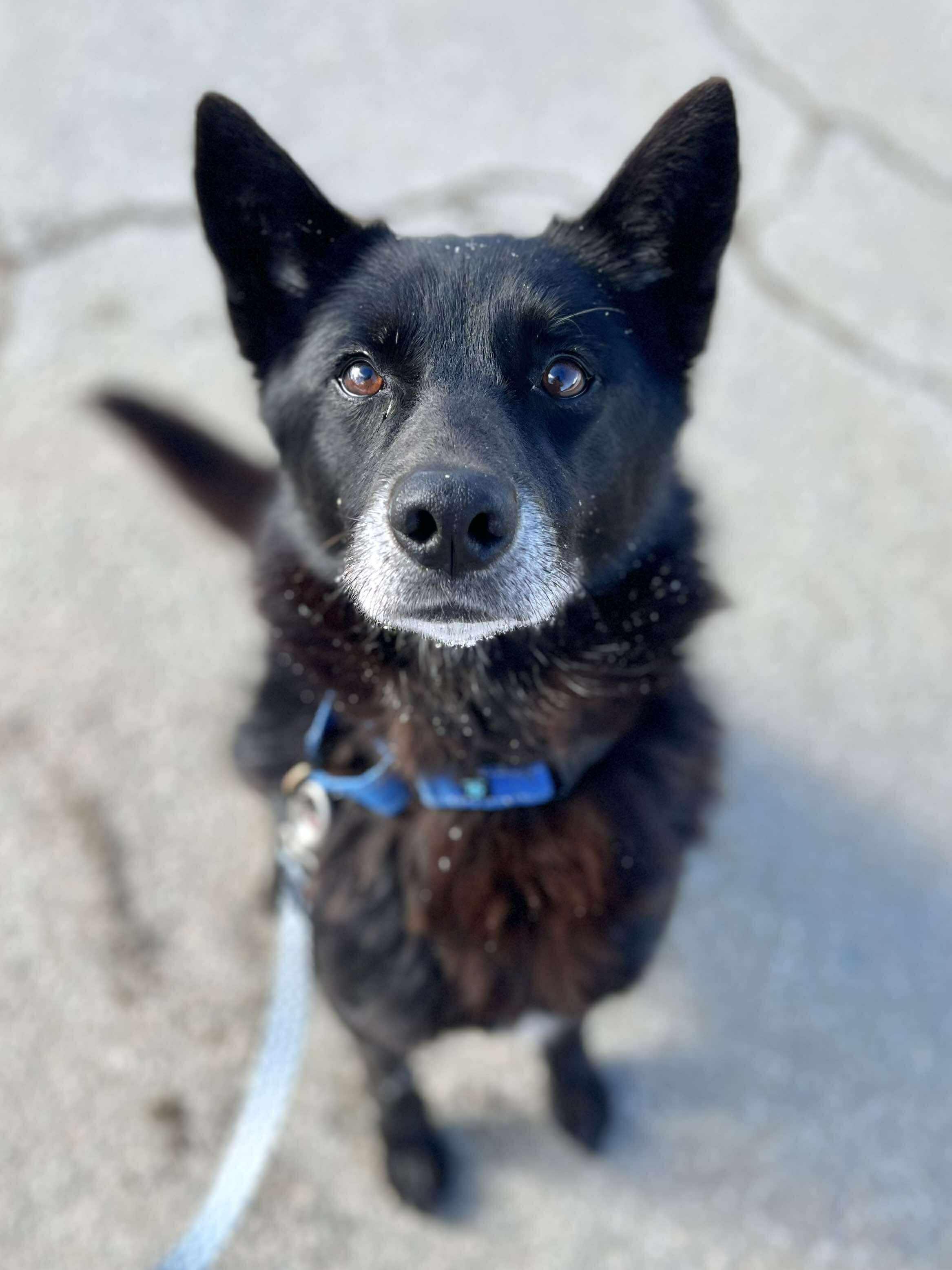 Betty, Adoptable, Adult Female Shepherd.