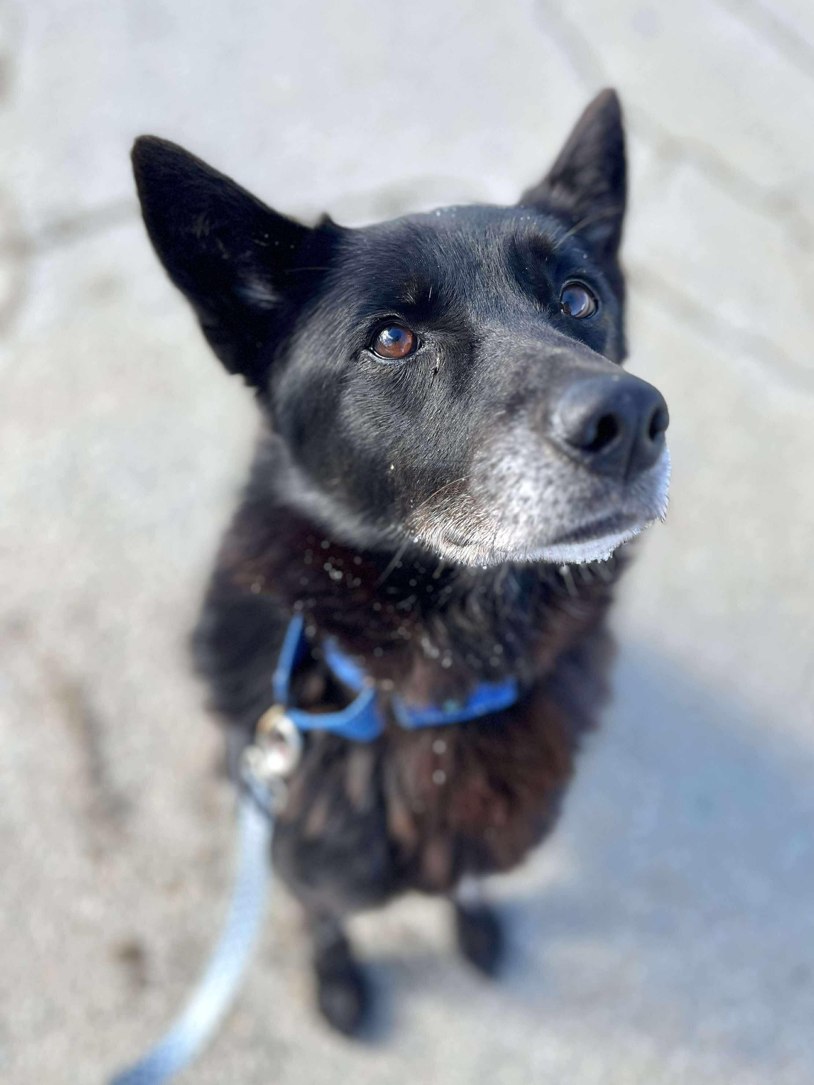 Enlarge Betty, a Adoptable mixed breed in Paris, ME image 2/6