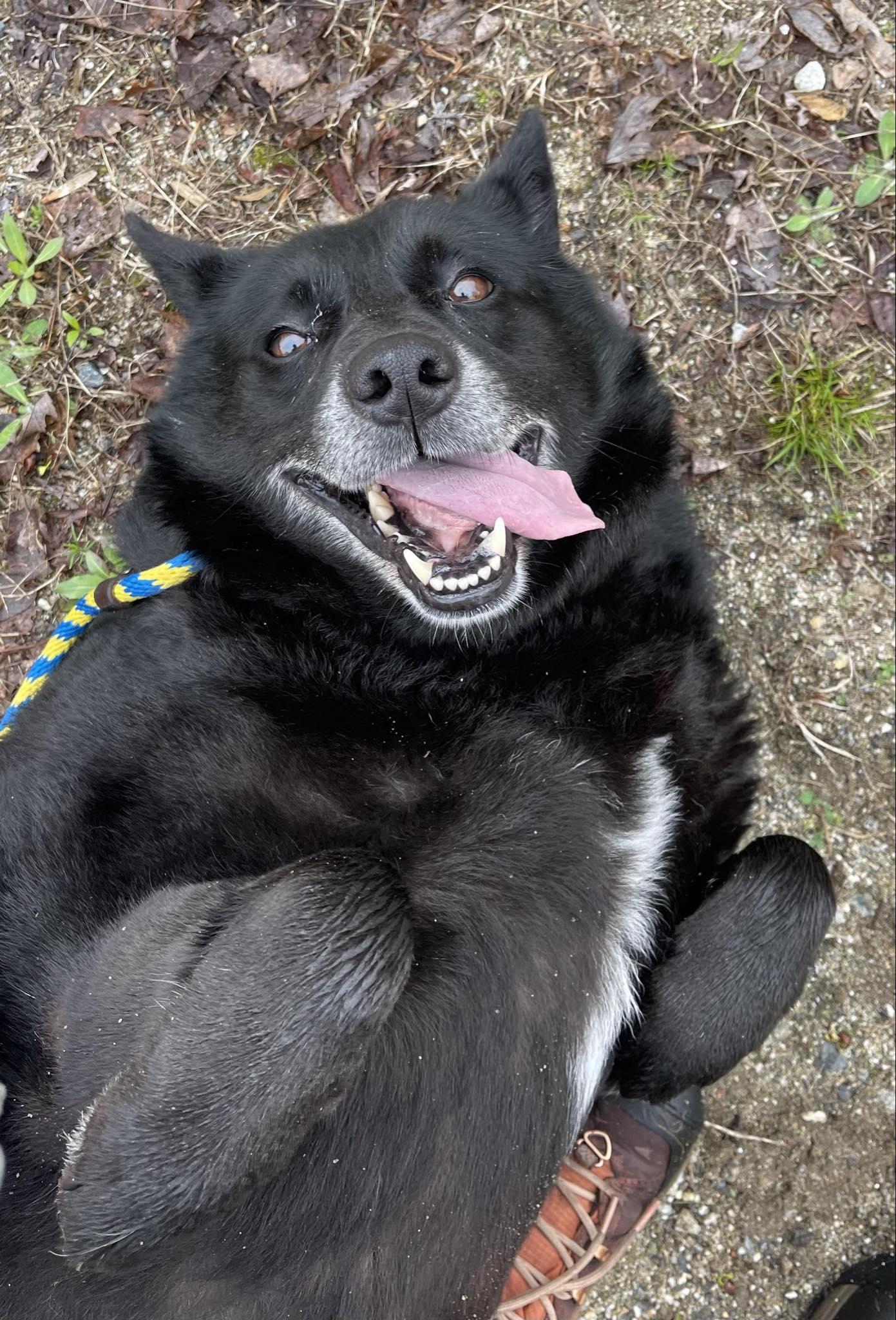 Enlarge Betty, a Adoptable mixed breed in Paris, ME image 2/5