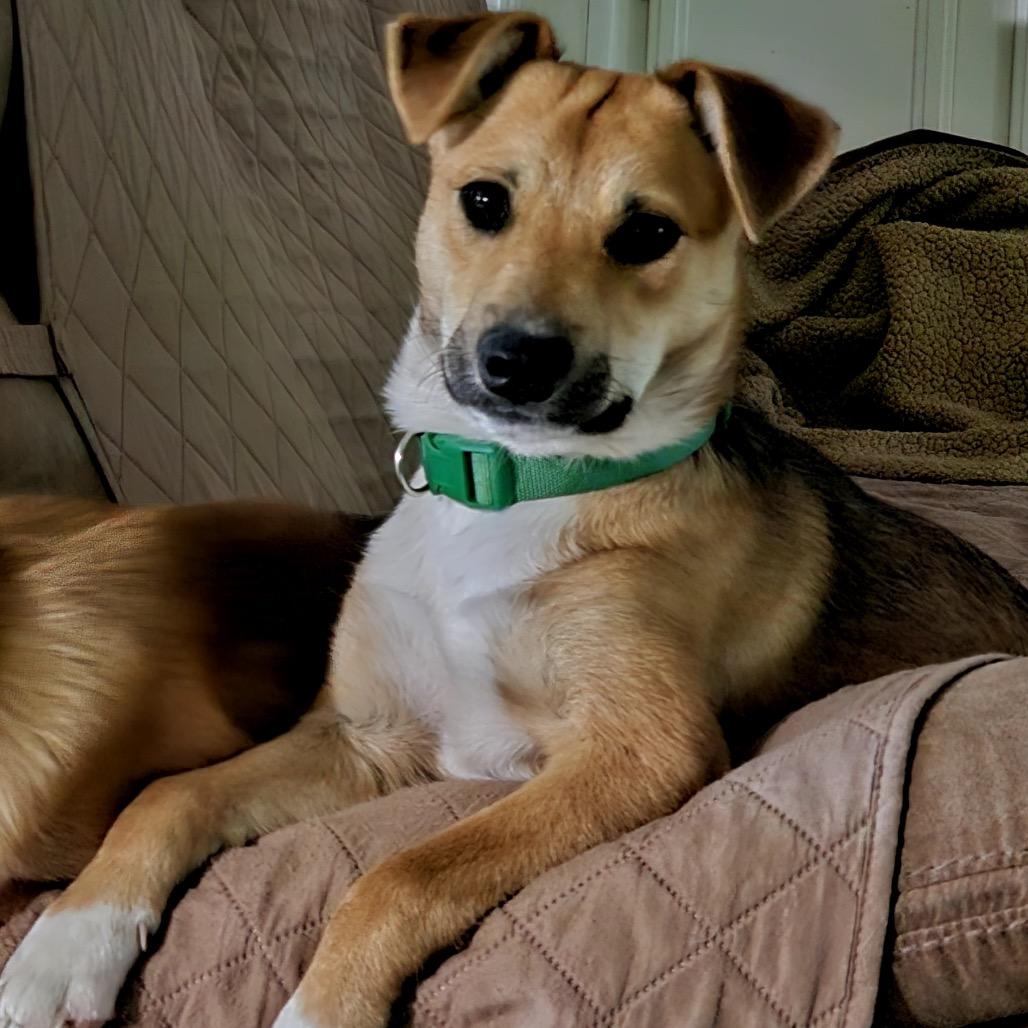 Enlarge Sorrel, a ADOPTABLE mixed breed in Columbia, MO image 2/5