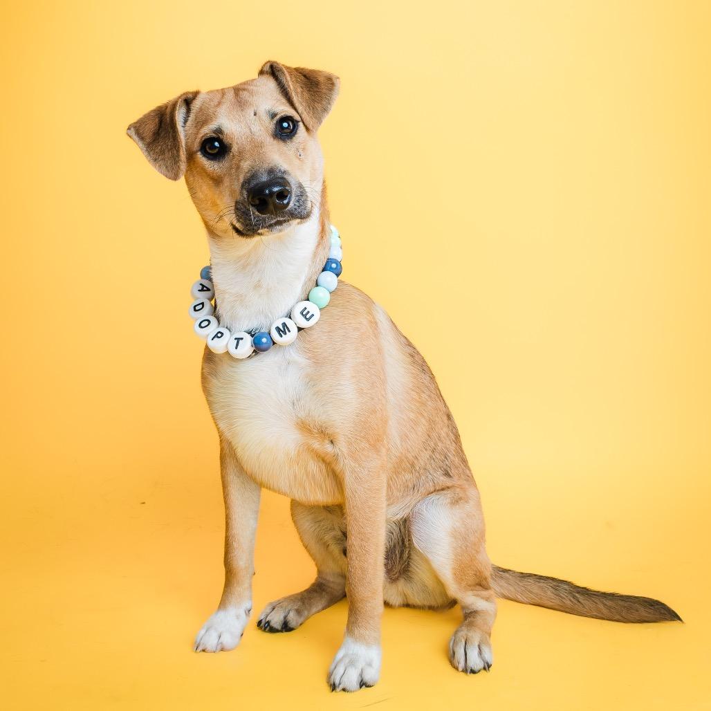 Sorrel, ADOPTABLE, Young Male Beagle & Mountain Cur.