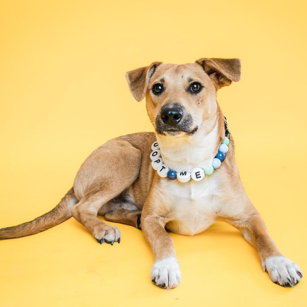 Enlarge Sorrel, a ADOPTABLE mixed breed in Columbia, MO image 5/5
