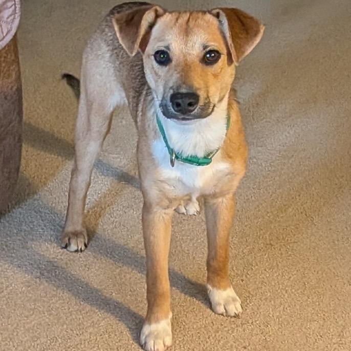Enlarge Sorrel, a ADOPTABLE mixed breed in Columbia, MO image 4/5