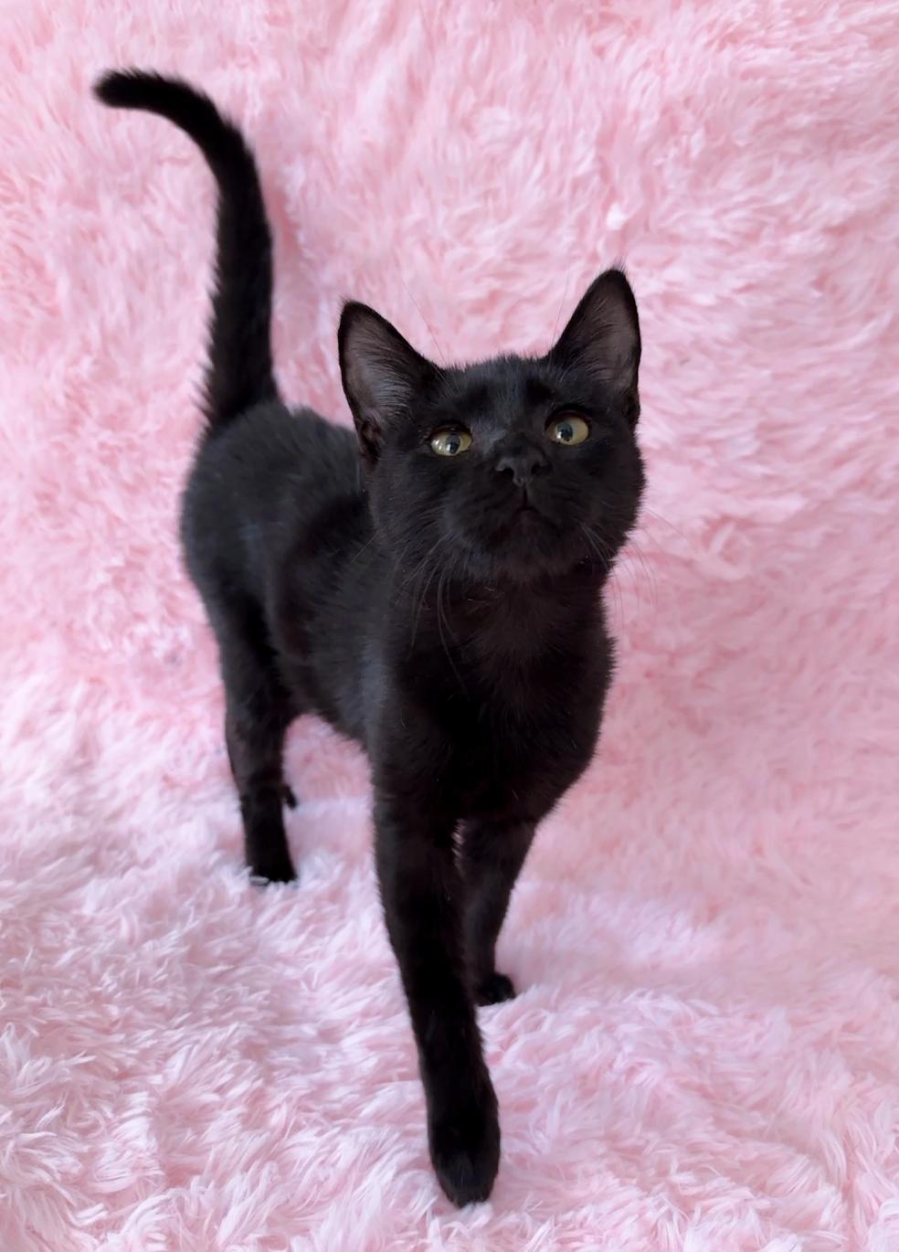 Jovie, Adoptable, Young Female Domestic Short Hair.