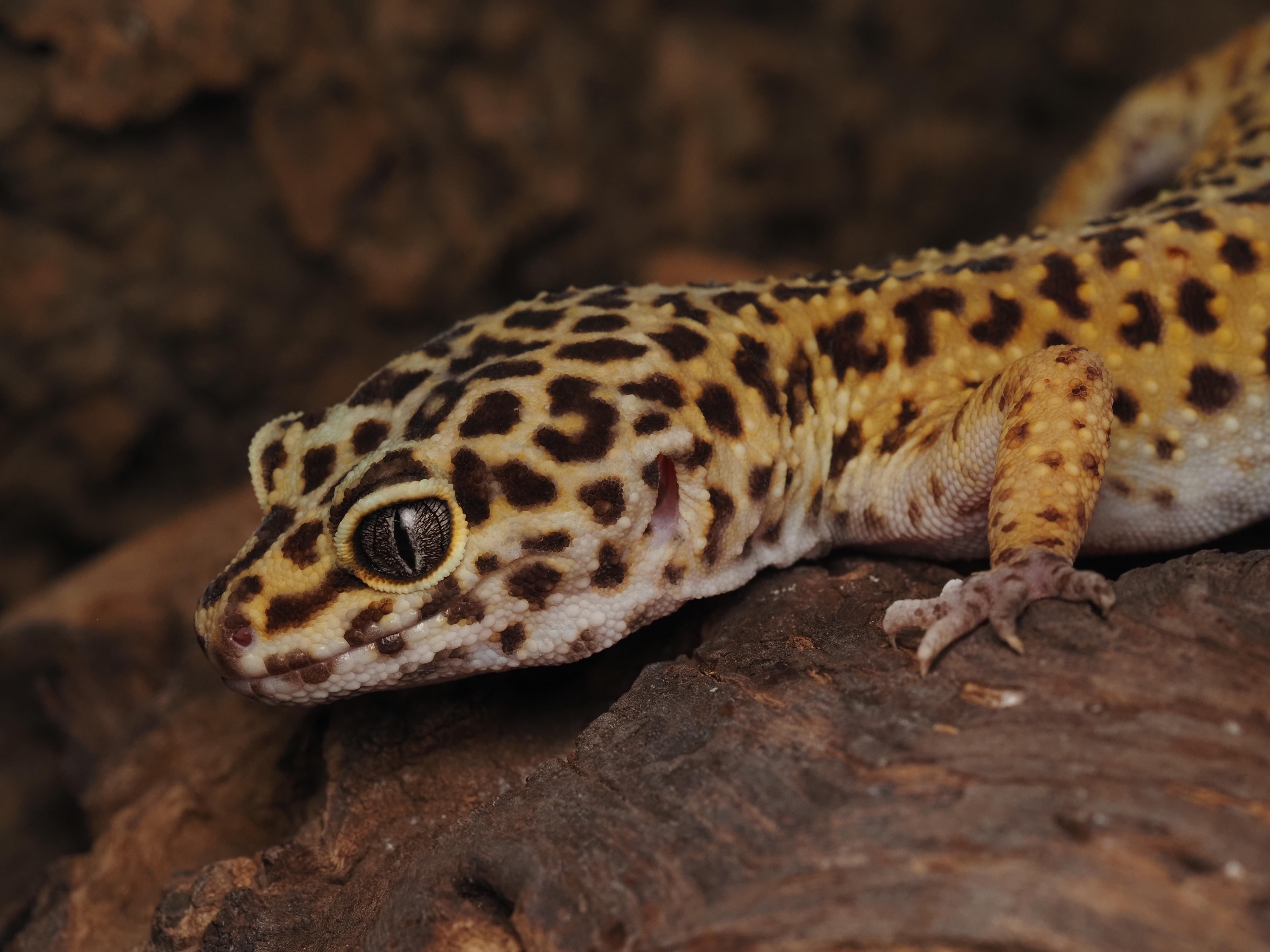 Enlarge Yang the Leopard Gecko , a ADOPTABLE Gecko in Tacoma, WA image 1/1