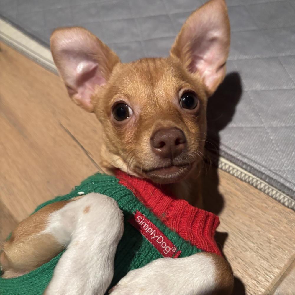 Sonic, Adoptable, Puppy Male Terrier & Chihuahua.