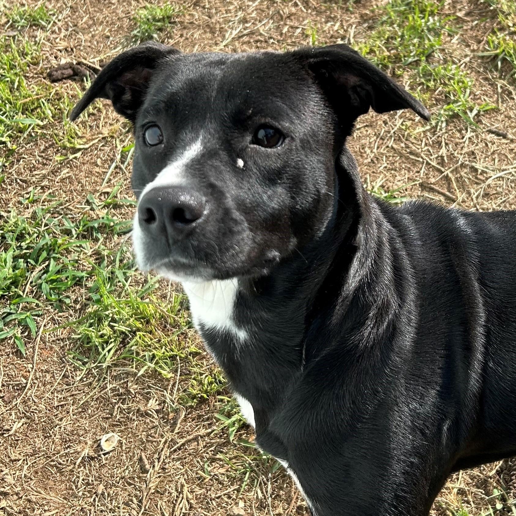 Carrie, Adoptable, Adult Female American Bully.
