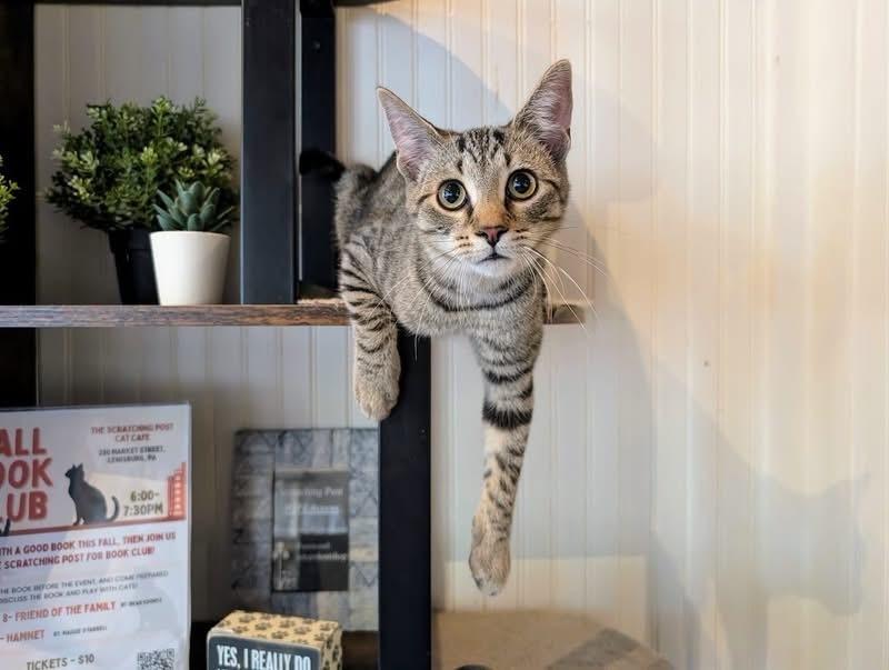 Leo, Adoptable, Young Male Domestic Short Hair & Tabby.