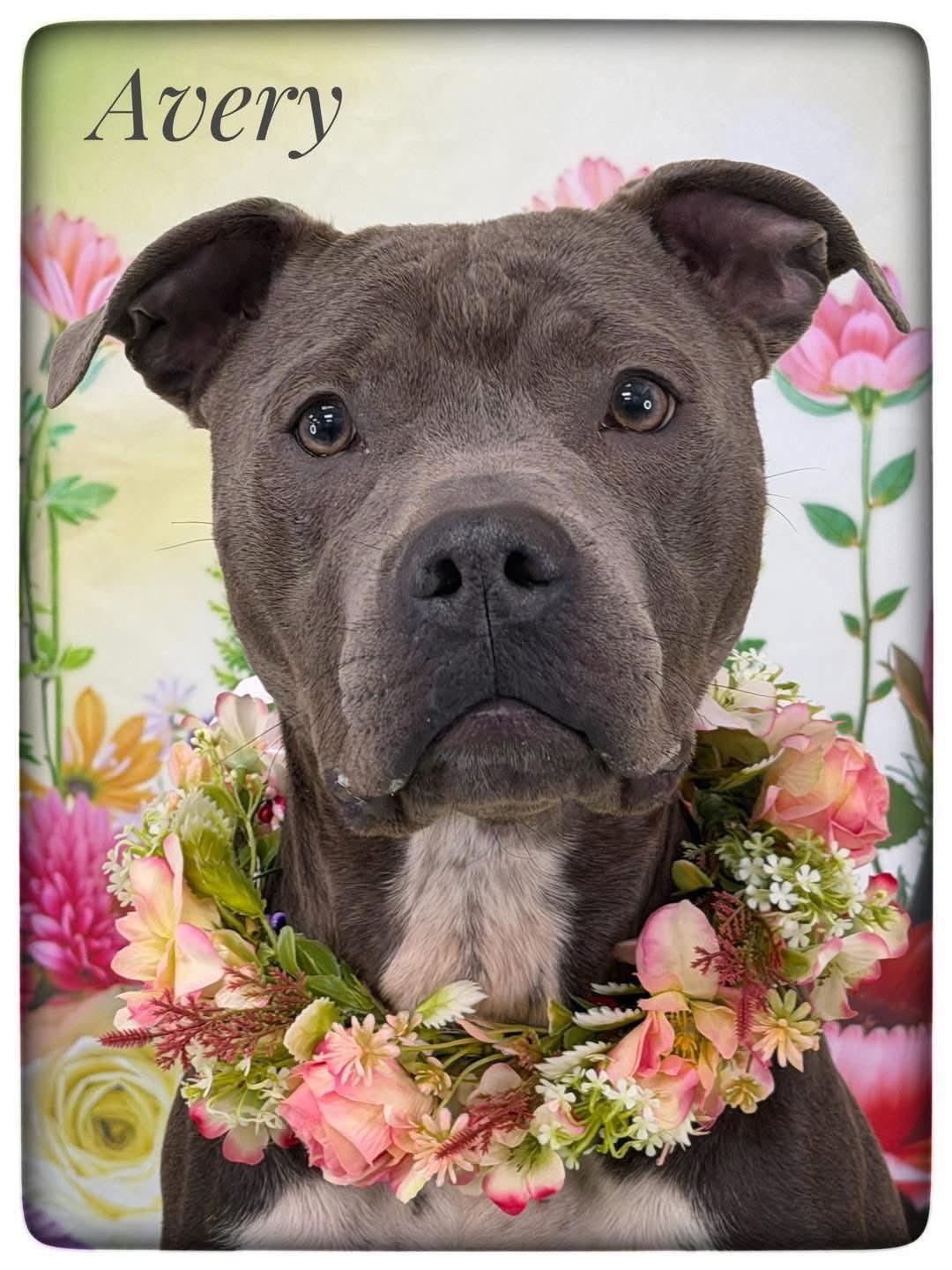 Avery, ADOPTABLE, Adult Female Mixed Breed.
