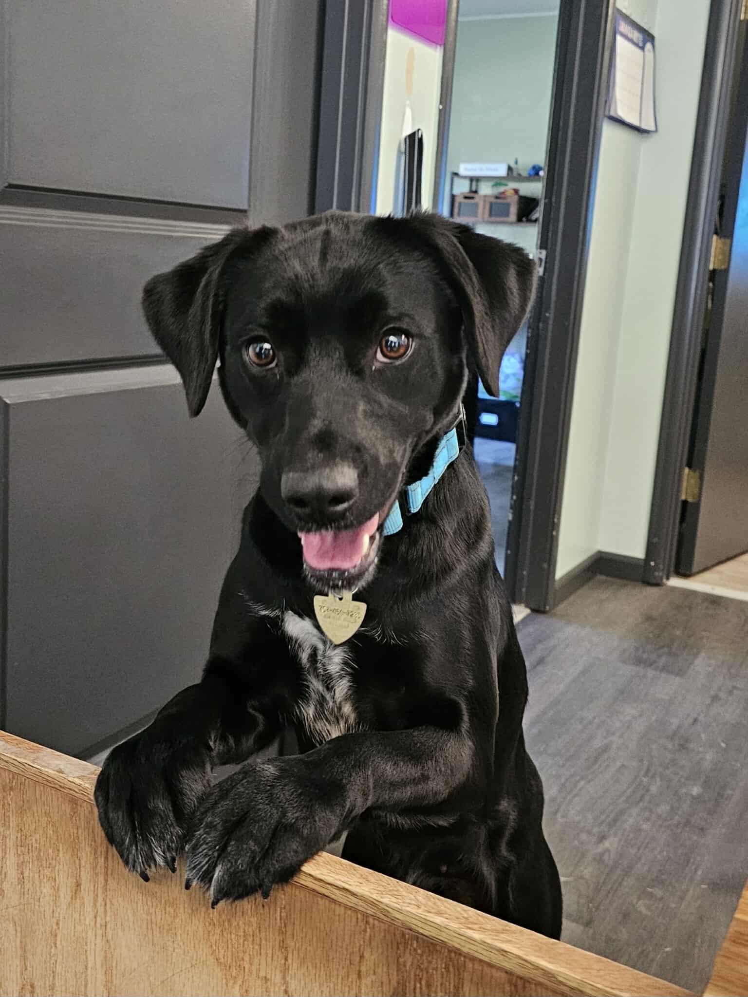 Capri, a ADOPTABLE mixed breed in Crescent city, CA image 1/6