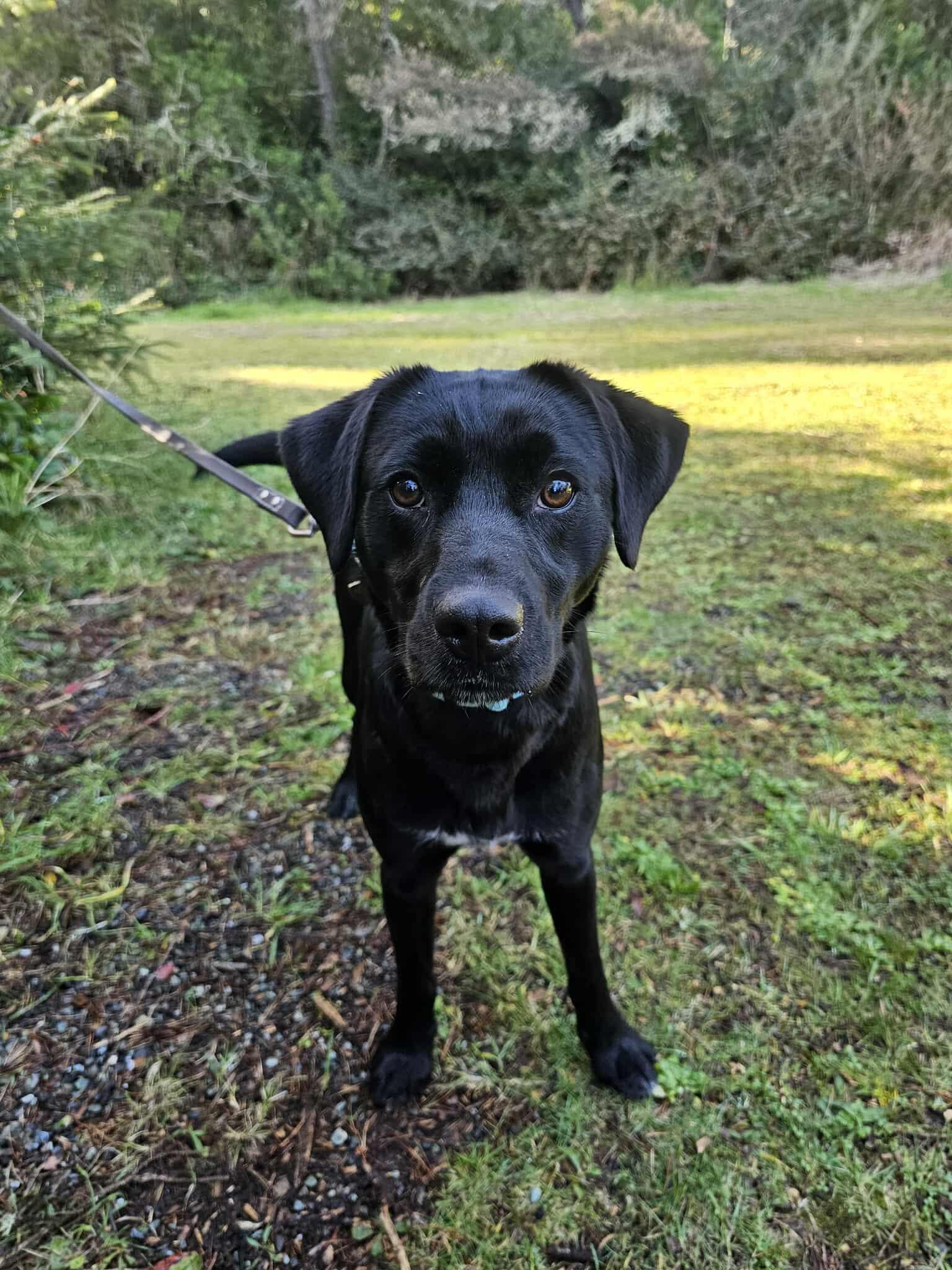 Capri, a ADOPTABLE mixed breed in Crescent city, CA image 2/6