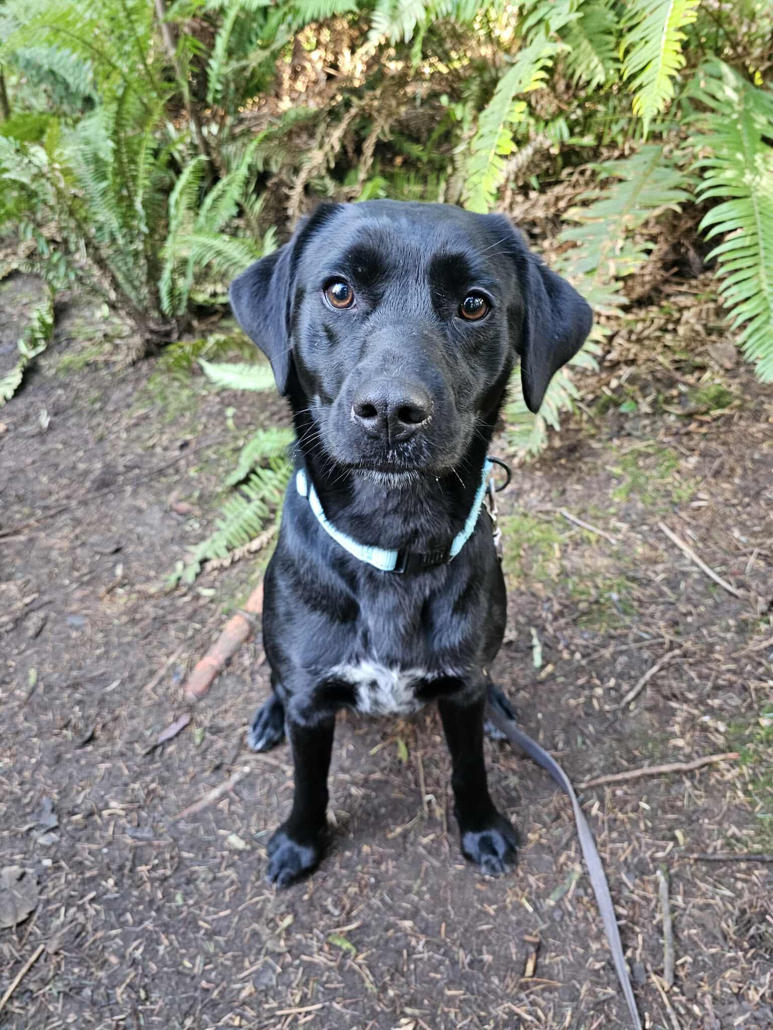 Capri, a ADOPTABLE mixed breed in Crescent city, CA image 4/6