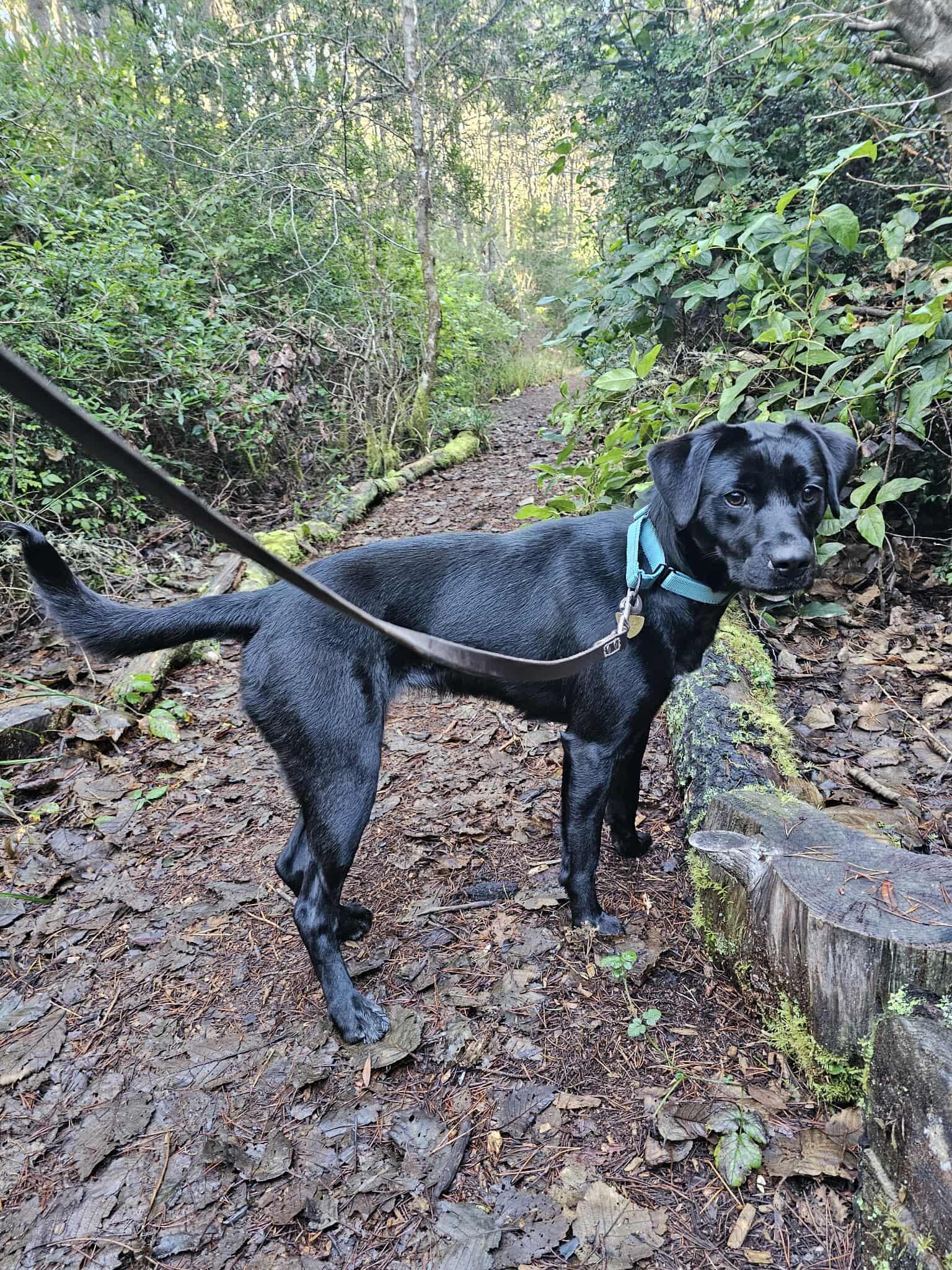 Capri, a ADOPTABLE mixed breed in Crescent city, CA image 5/6