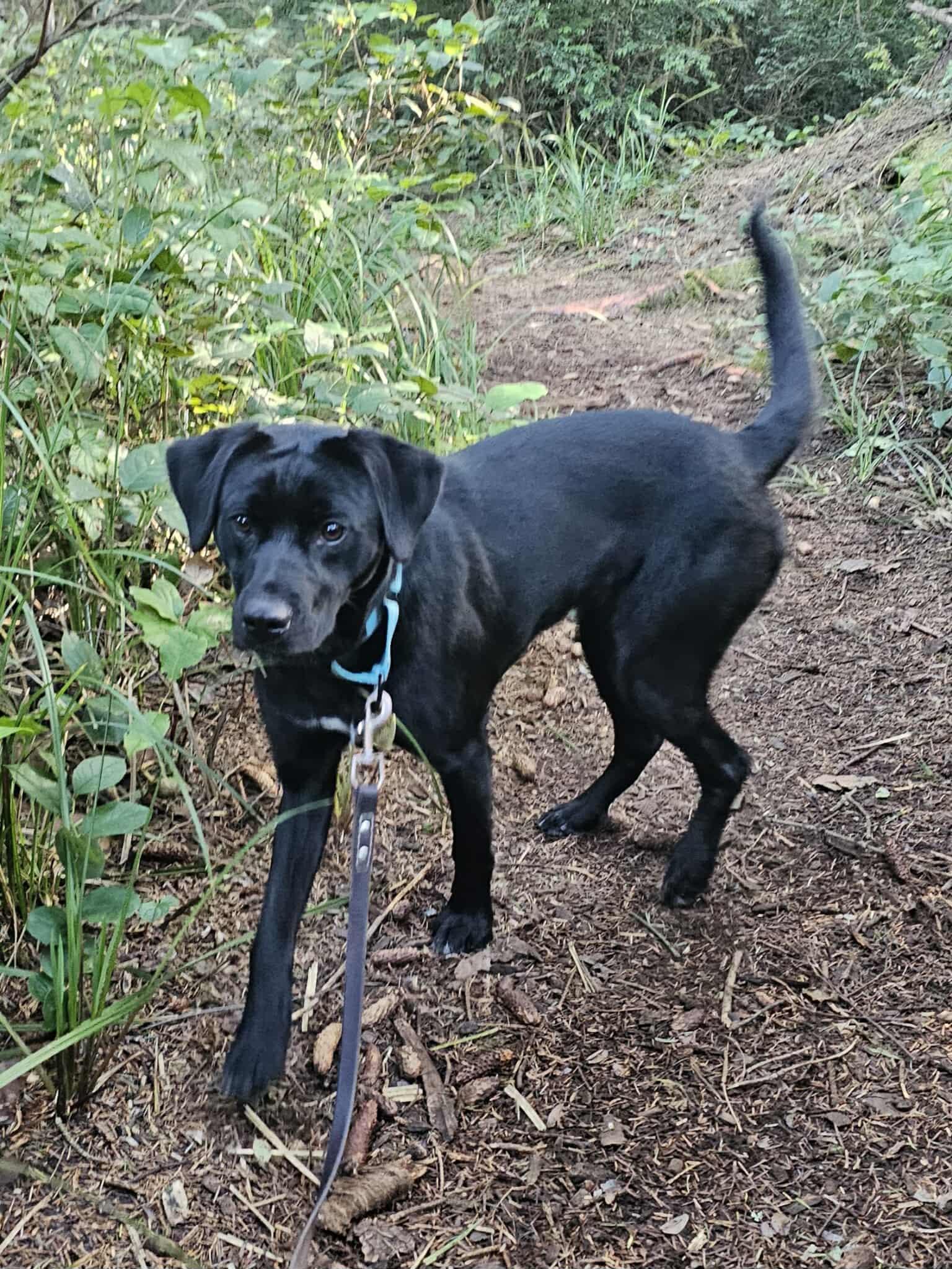 Capri, a ADOPTABLE mixed breed in Crescent city, CA image 3/6