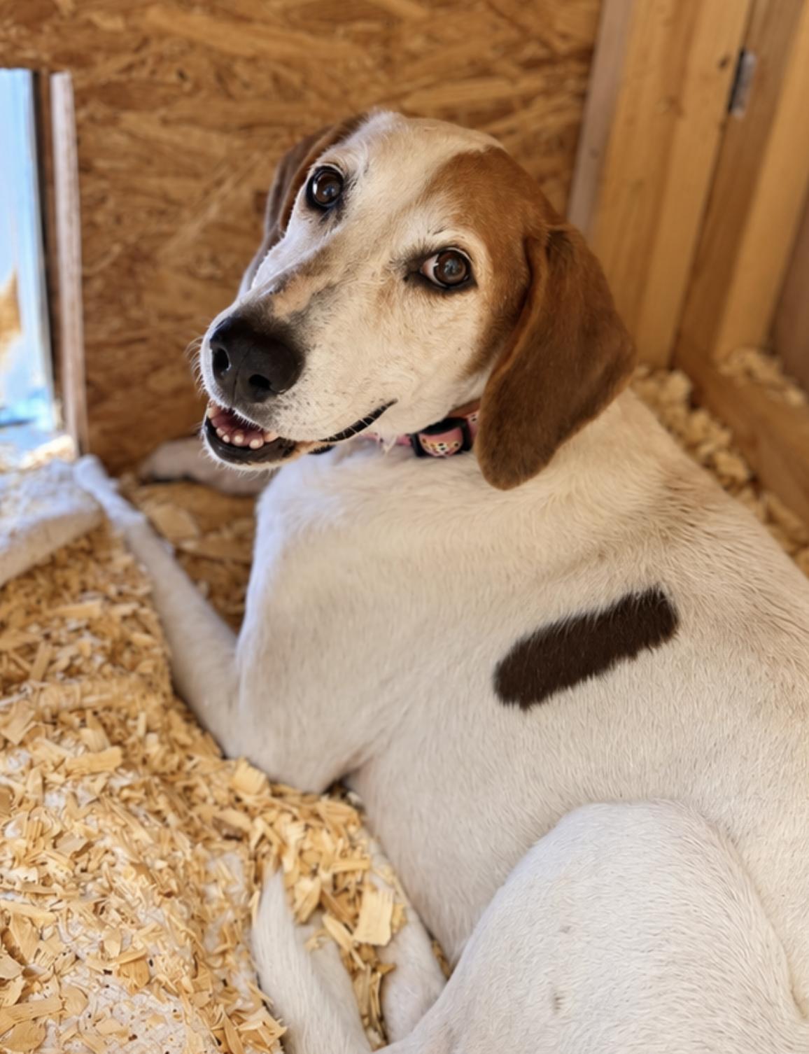 Enlarge Chet, a Adoptable Treeing Walker Coonhound in TULSA, OK image 1/4