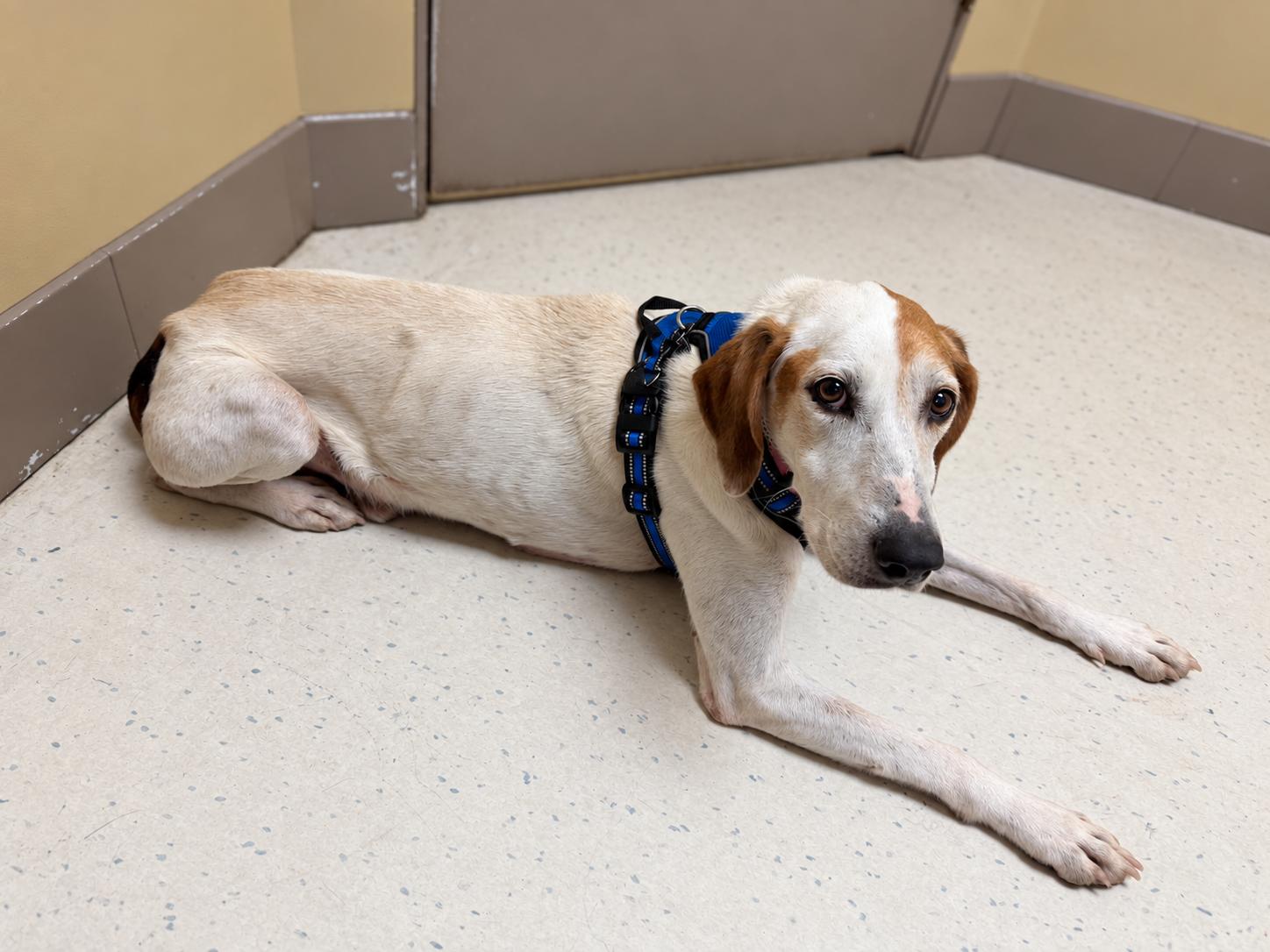 Enlarge Chet, a Adoptable Treeing Walker Coonhound in TULSA, OK image 2/4
