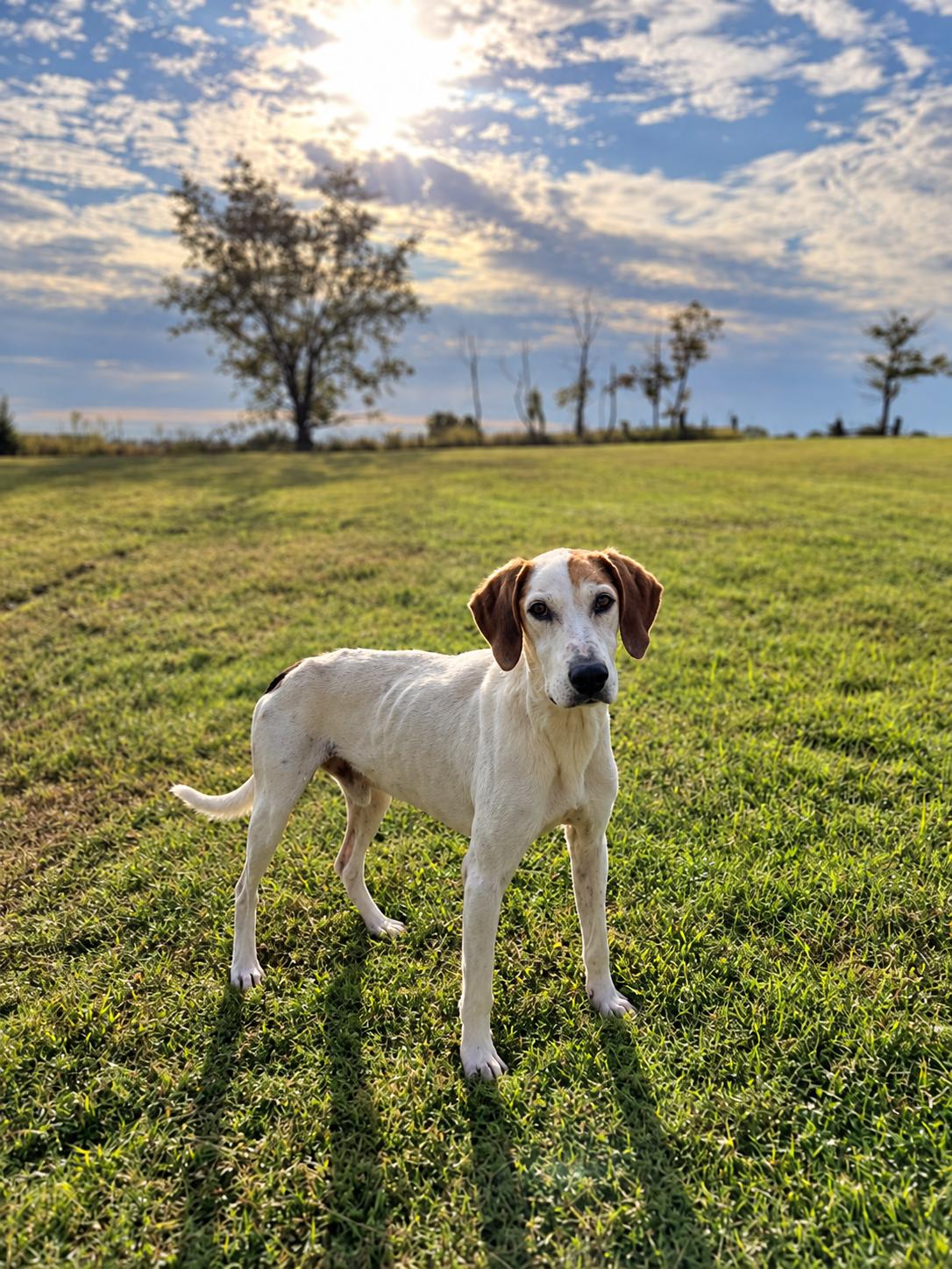 Enlarge Chet, a Adoptable Treeing Walker Coonhound in TULSA, OK image 3/4