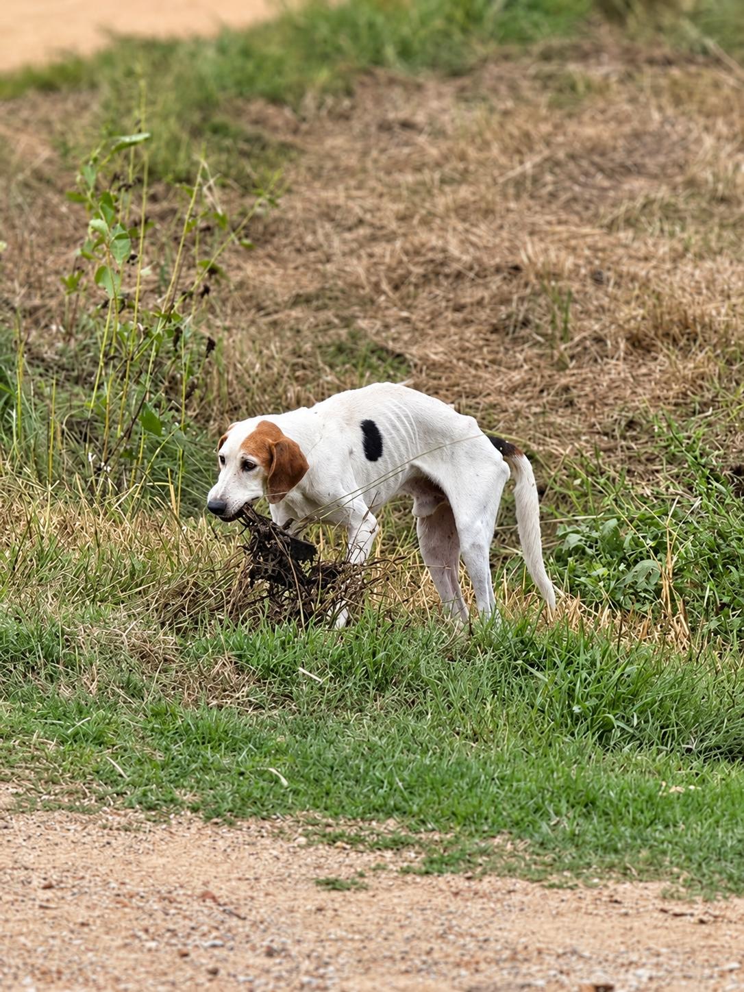 Enlarge Chet, a Adoptable Treeing Walker Coonhound in TULSA, OK image 4/4
