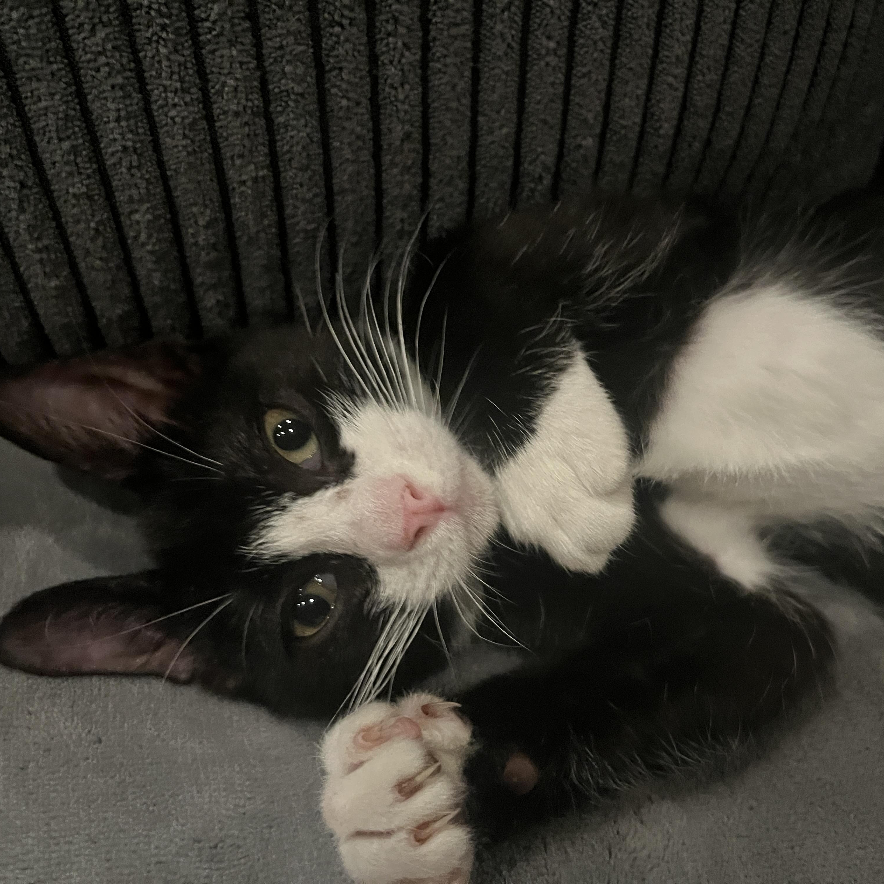 Enlarge Lentil Plump, a Adoptable mixed breed in Denver, CO image 4/6