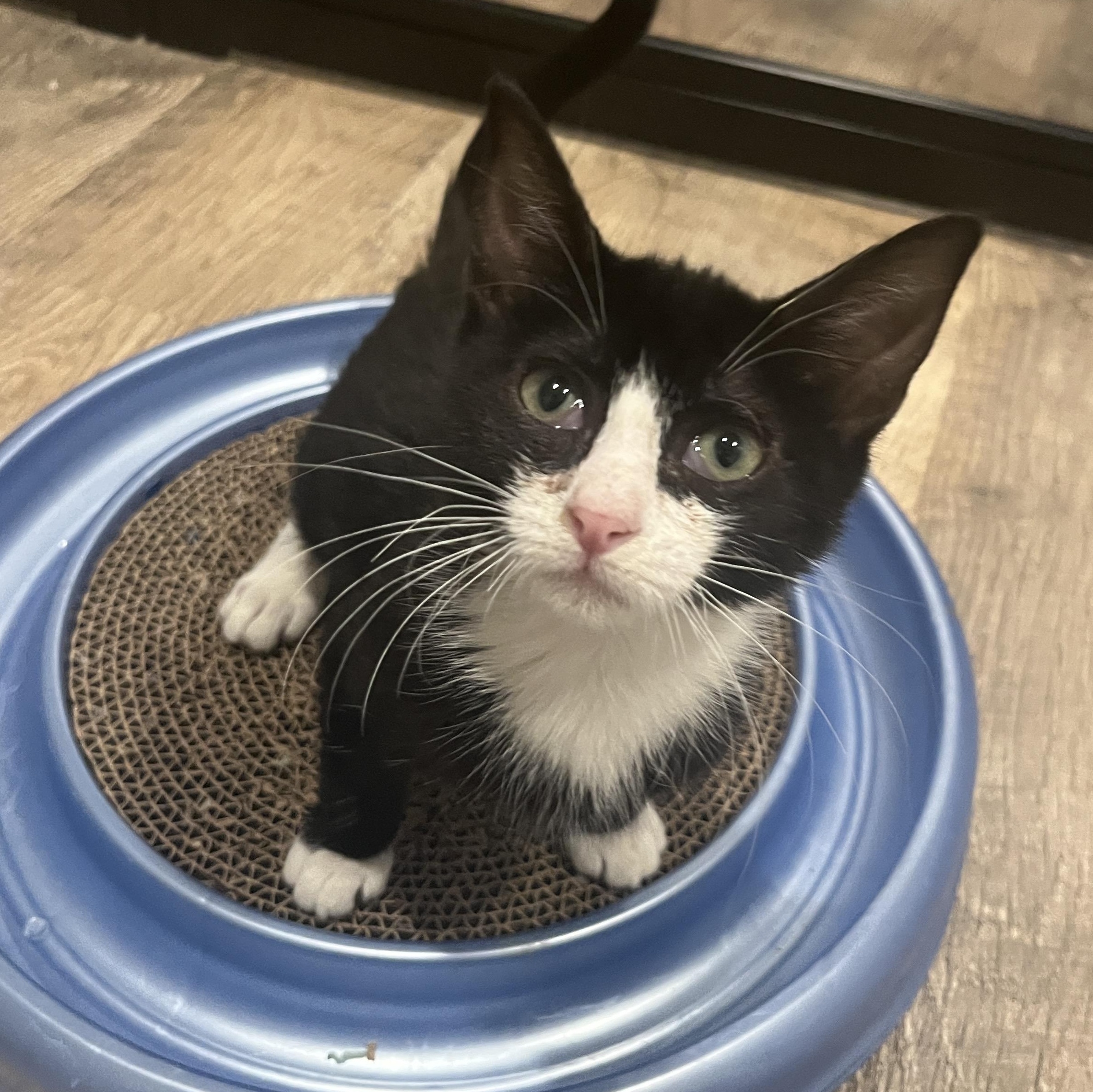 Enlarge Lentil Plump, a Adoptable mixed breed in Denver, CO image 3/6