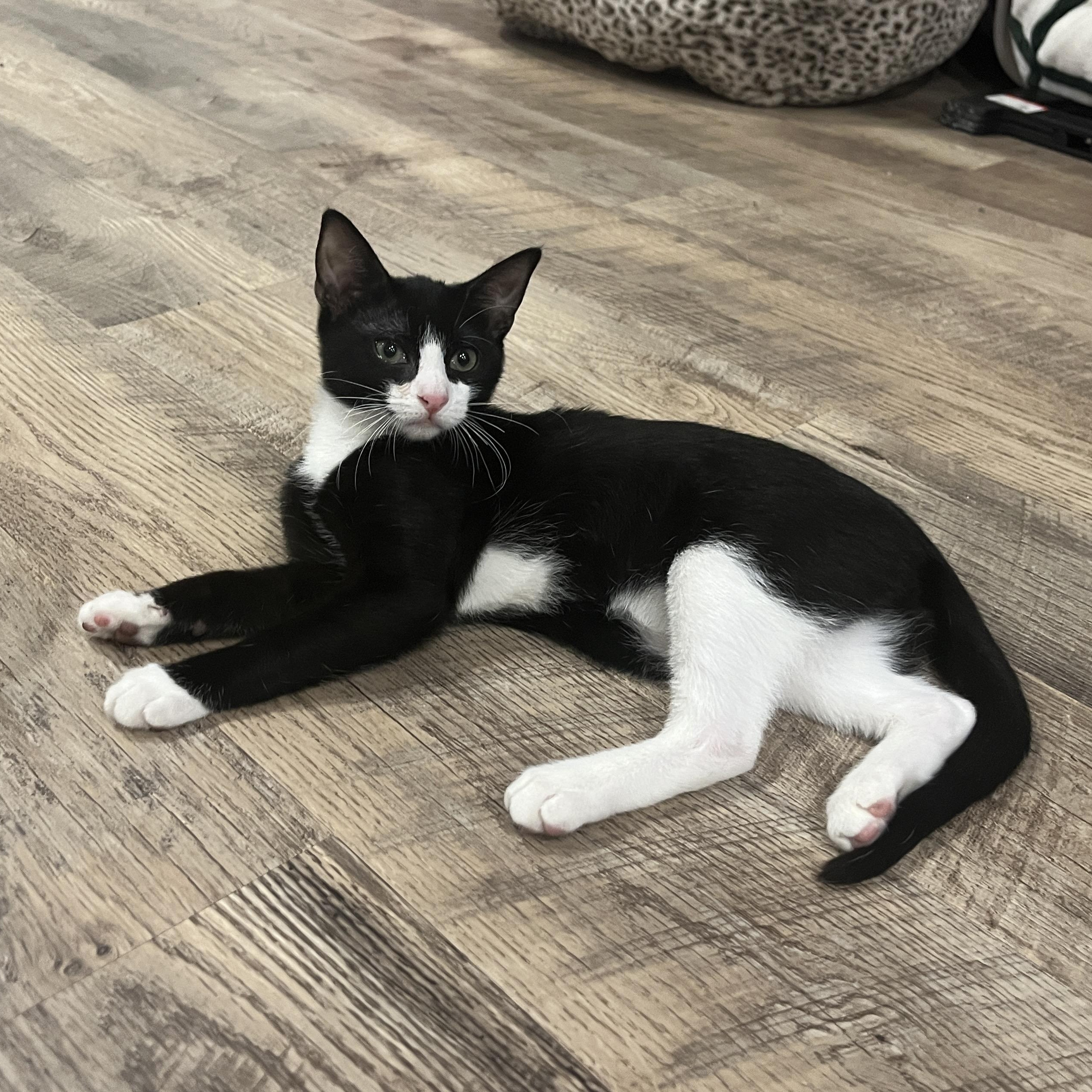 Enlarge Lentil Plump, a Adoptable mixed breed in Denver, CO image 2/6