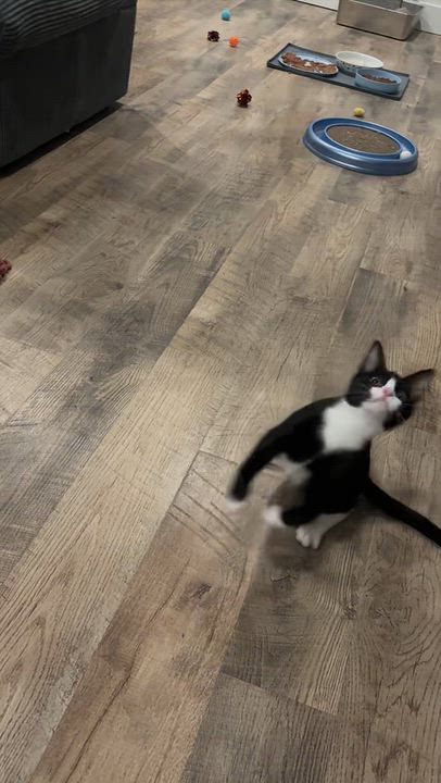Enlarge Lentil Plump, a Adoptable mixed breed in Denver, CO video 6/6